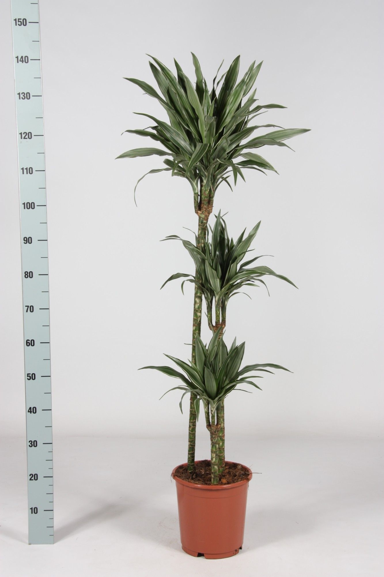 Dra De Warneckei 24P 150H 3stek 2kop