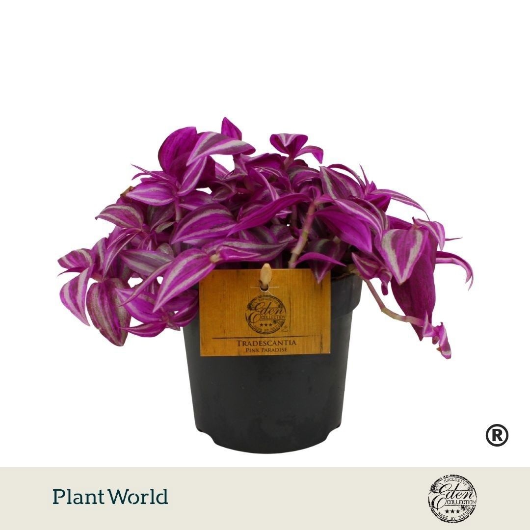 Tradescantia fluminensis Pink Paradise