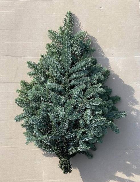 Abies Nobilis Blue