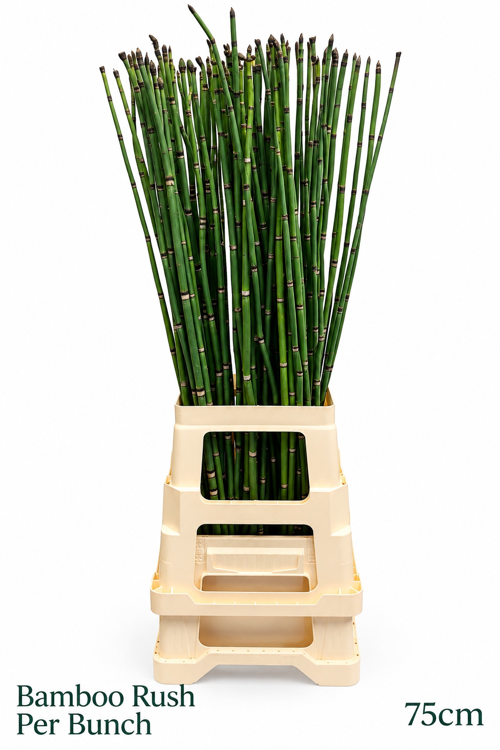 Equisetum Rush Bs