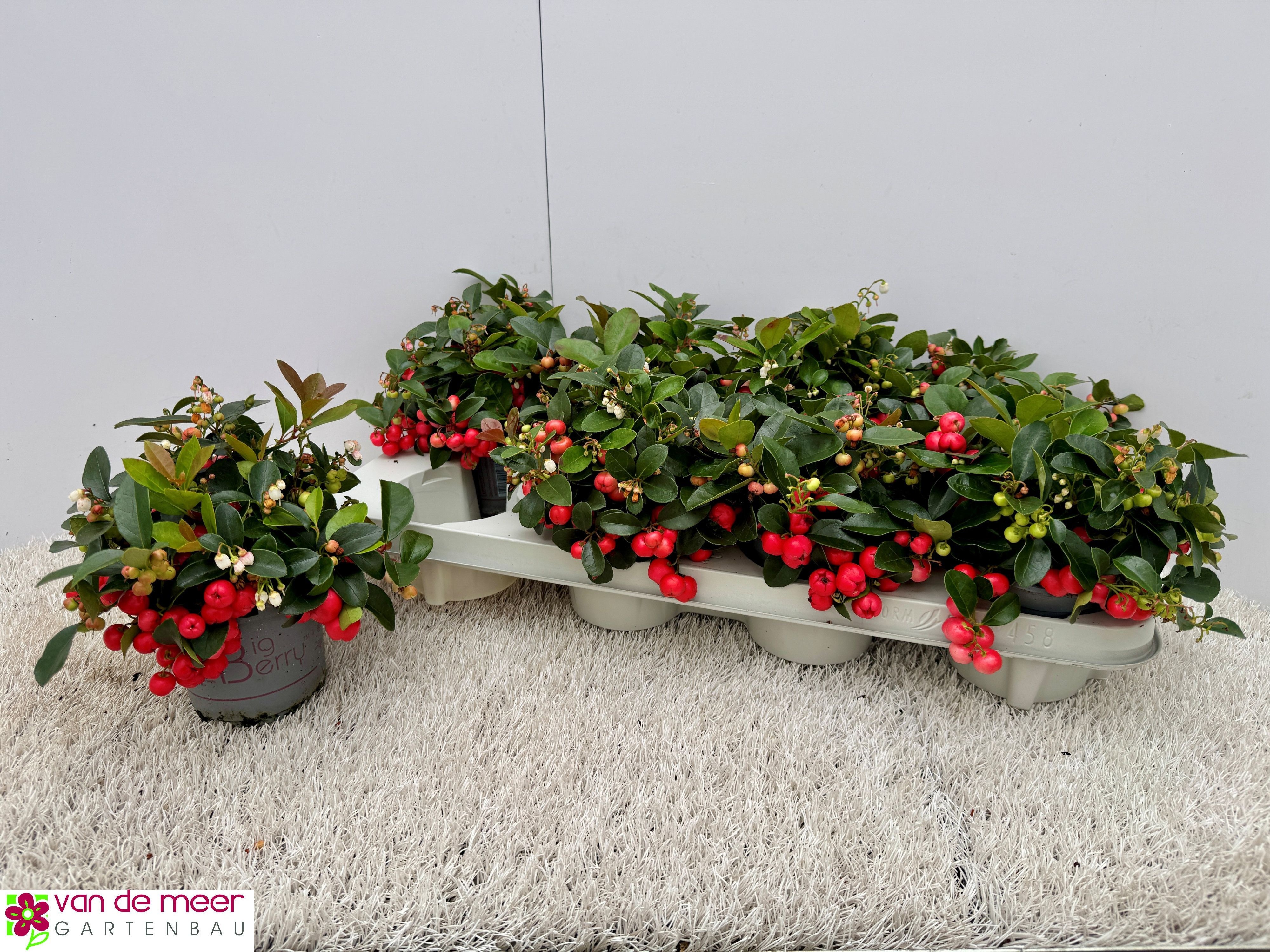 Gaulth Pr Big Berry 510Ø 16cm