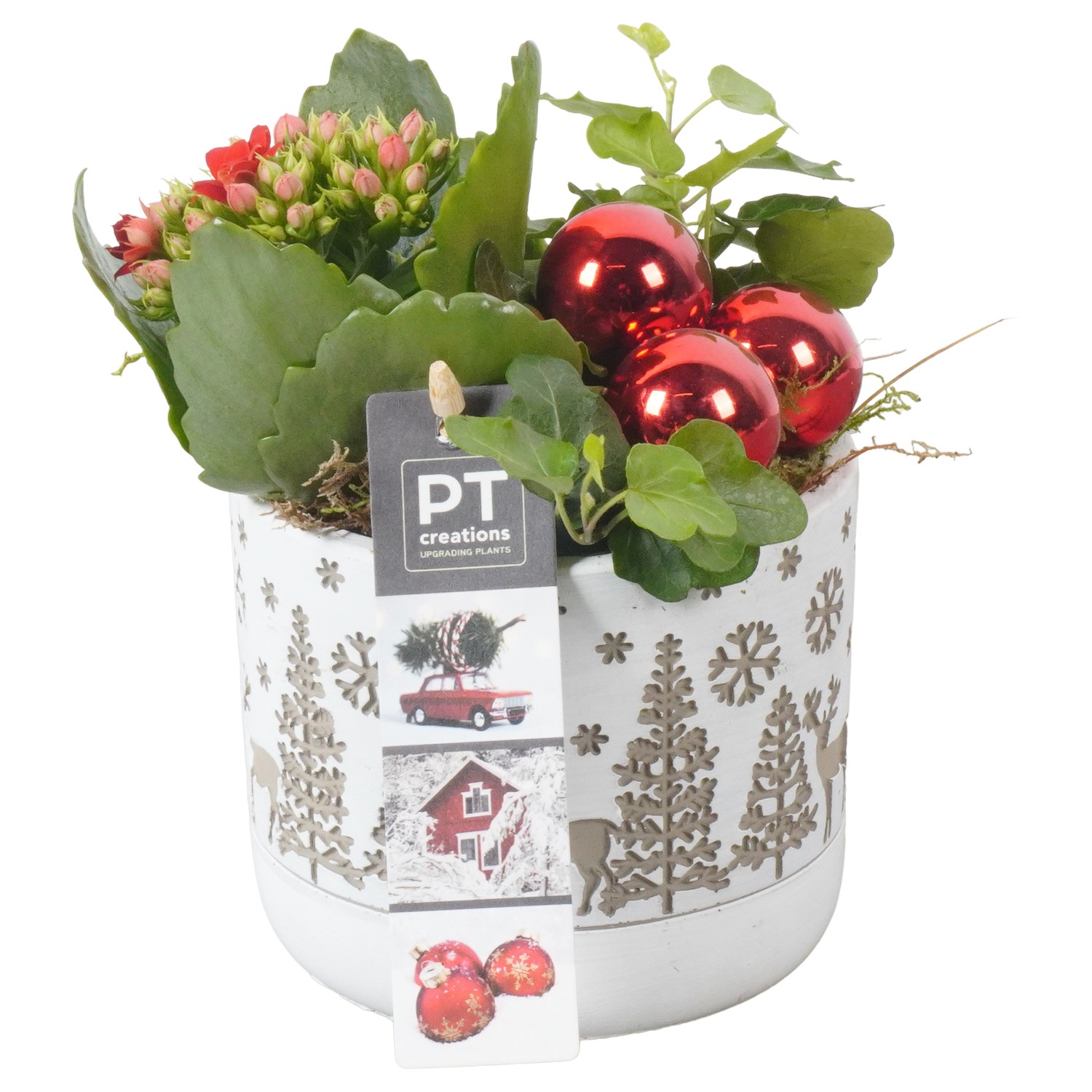 Picture of PTKB9393 Arrangement X-Mas in concrete pot P11 17cm