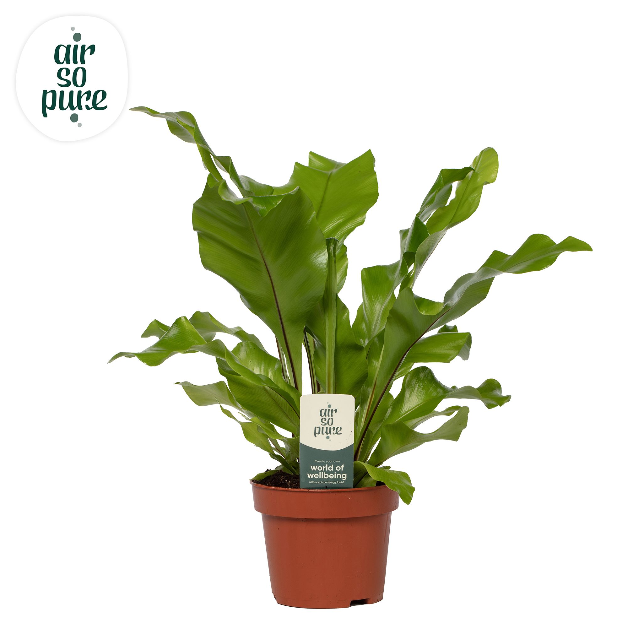 Asplenium nidus - Air So Pure