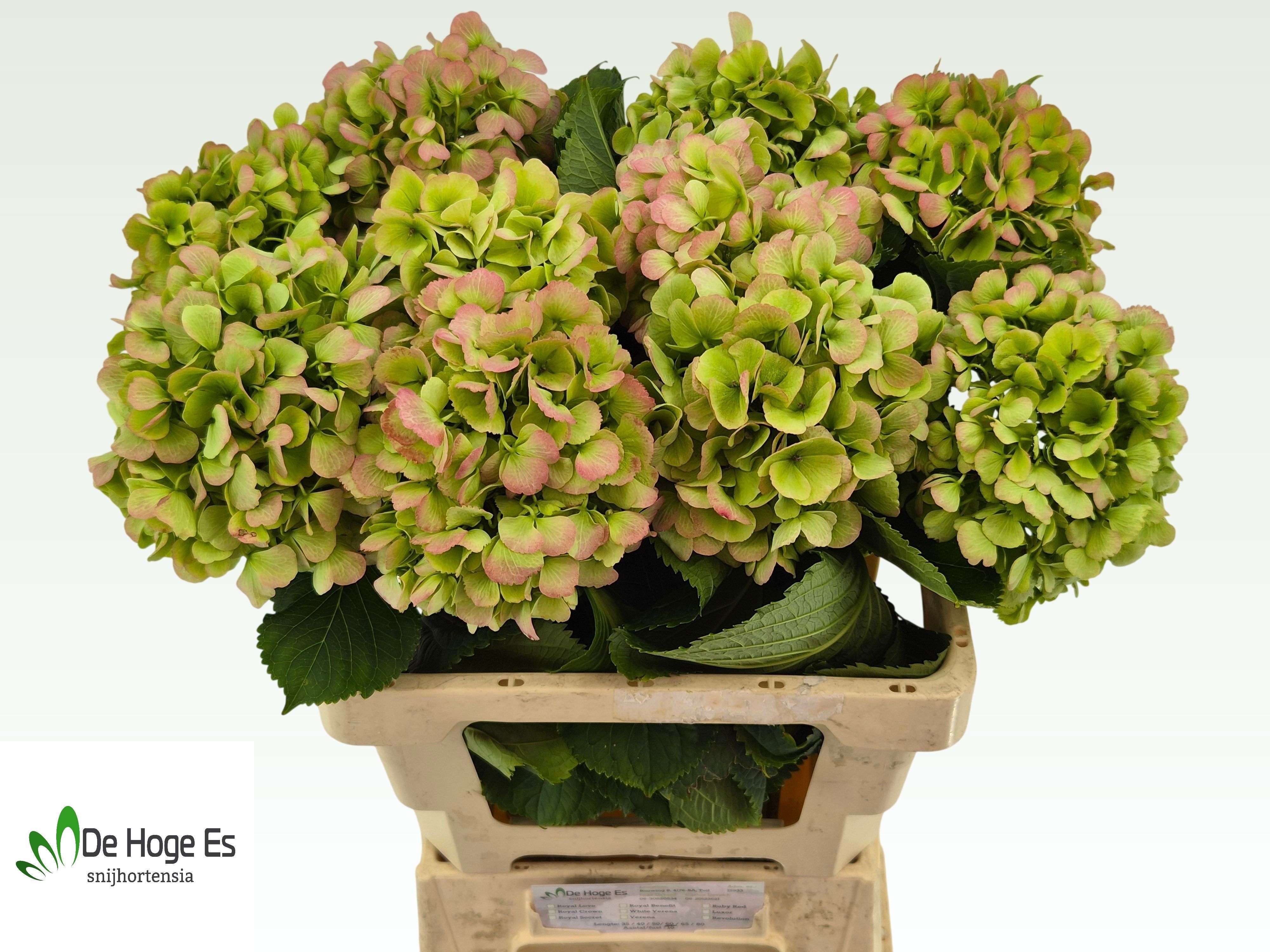 Hydrangea Verena Classic Pink 60cm 15Ø