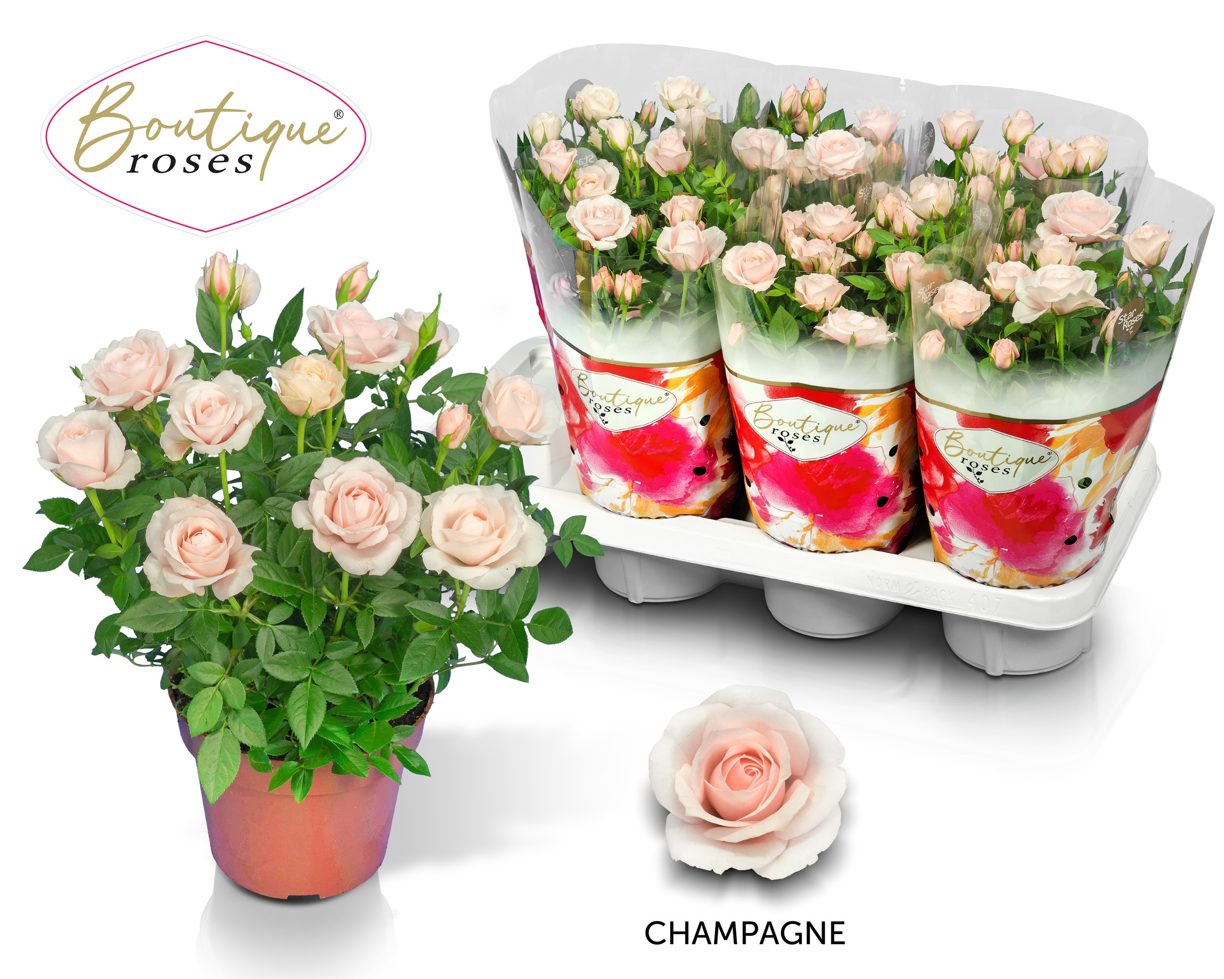 Ro Champagne Star
