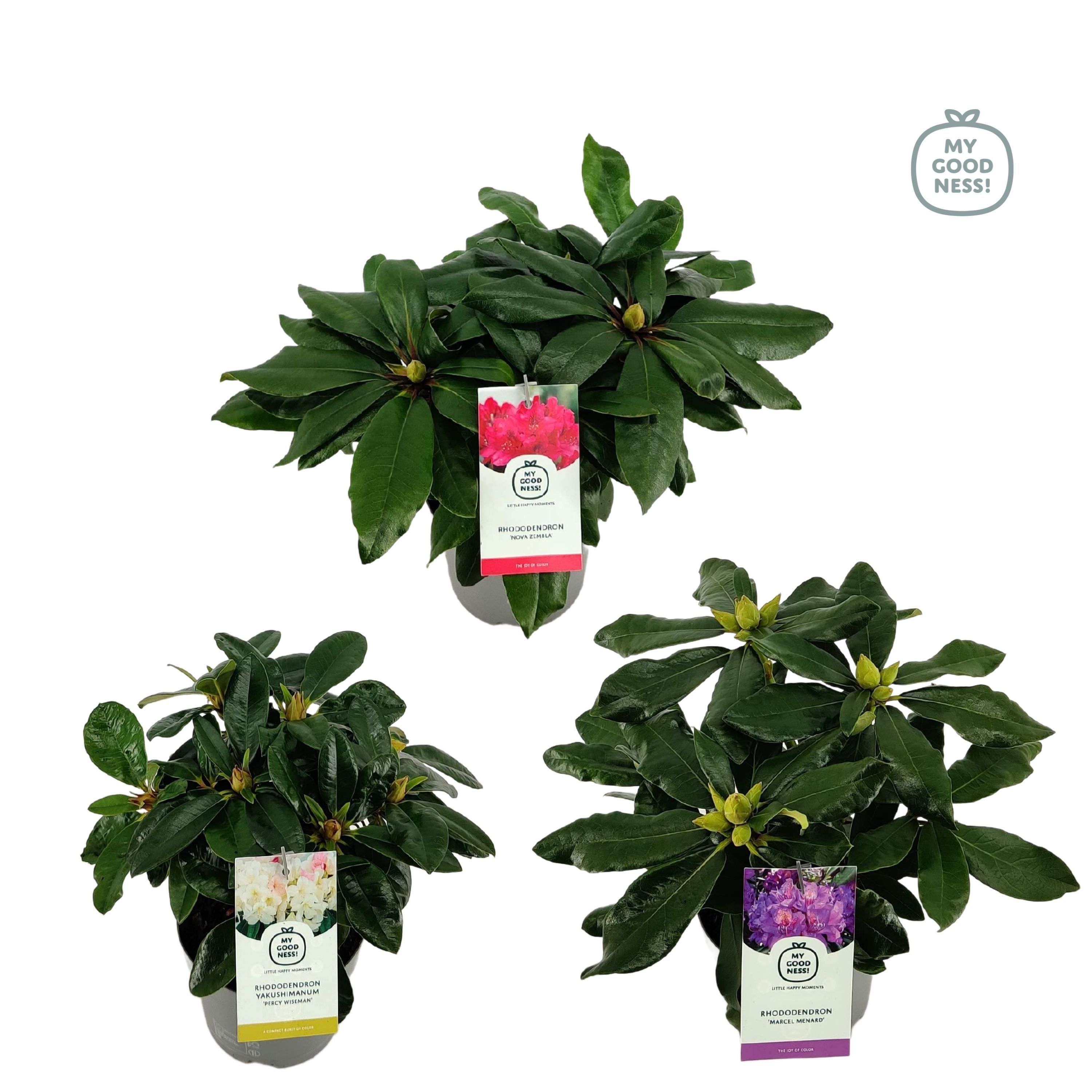 Rhododendron mixed Mix layer in tray RH1MIX 600 Pot grown | Gardenline