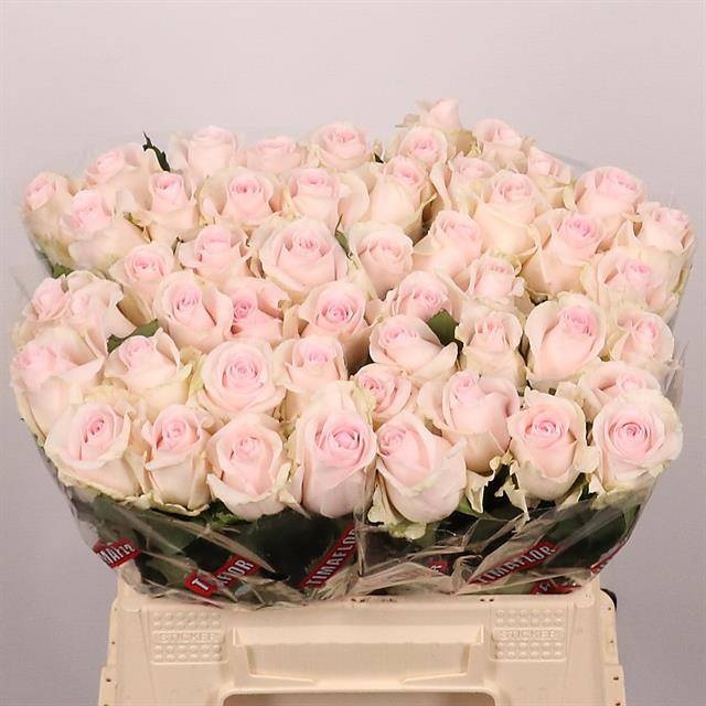 Rosa Revival Sweet 40cm