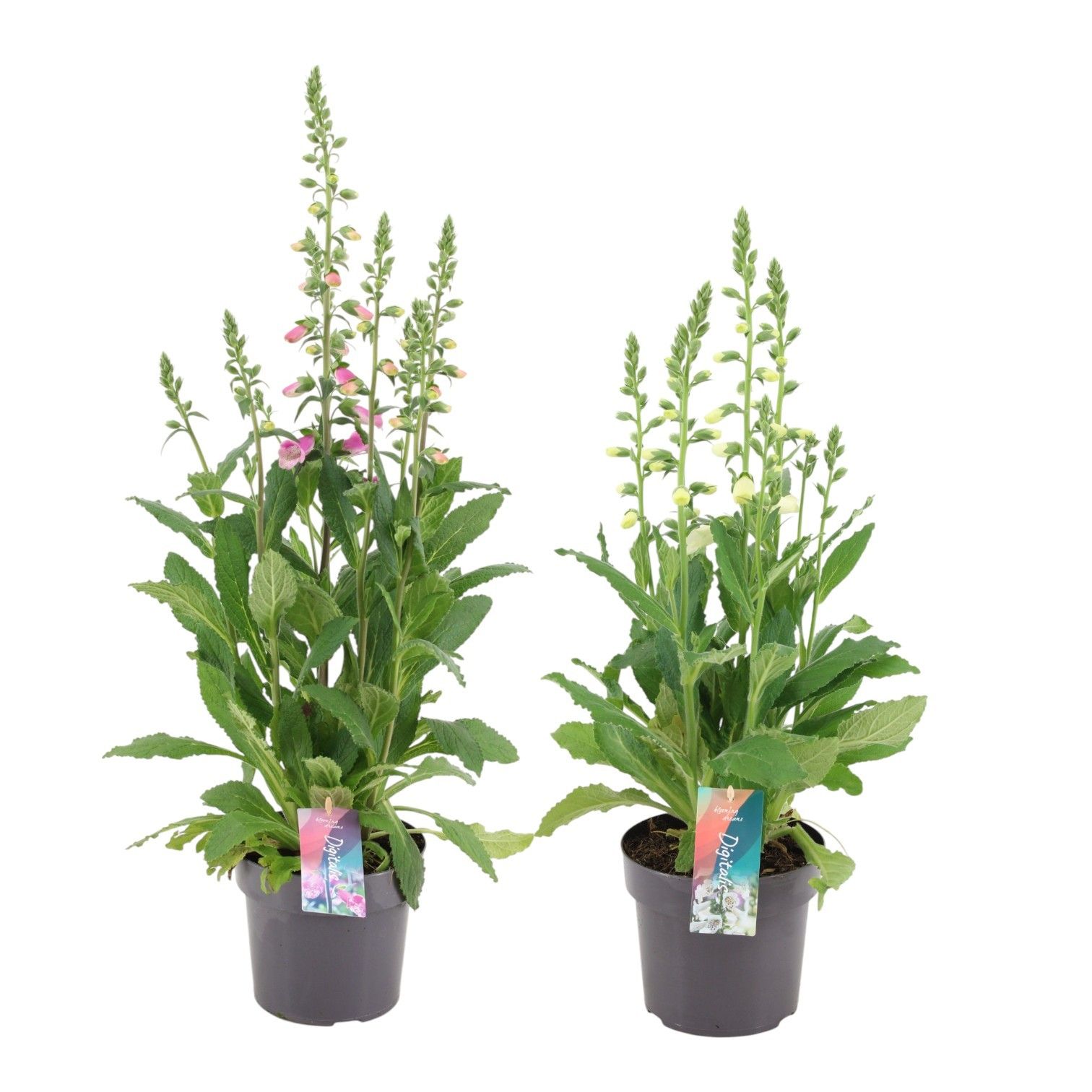 Digitalis 'Hanabee MIX (PT)