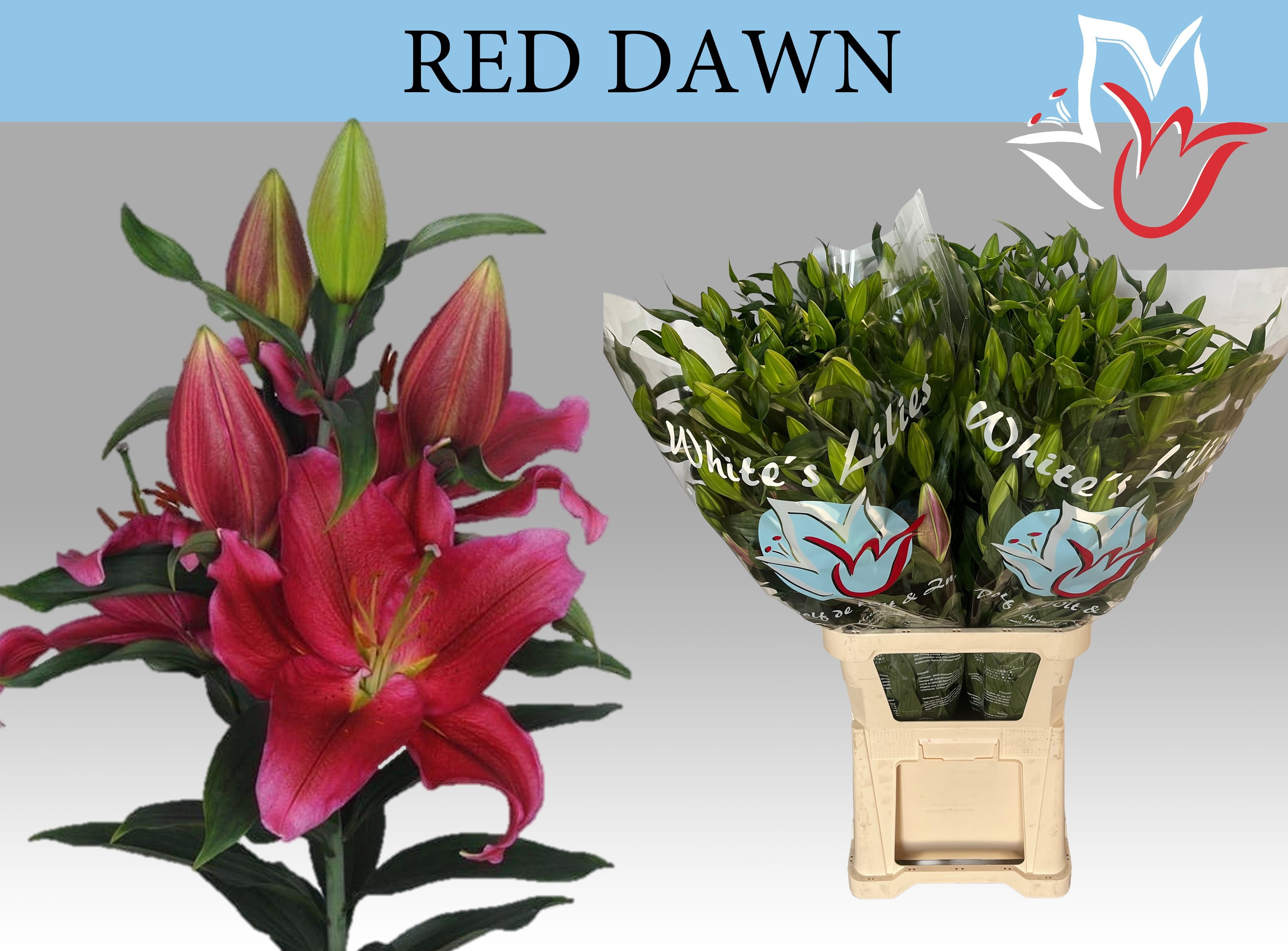Li Or Red Dawn