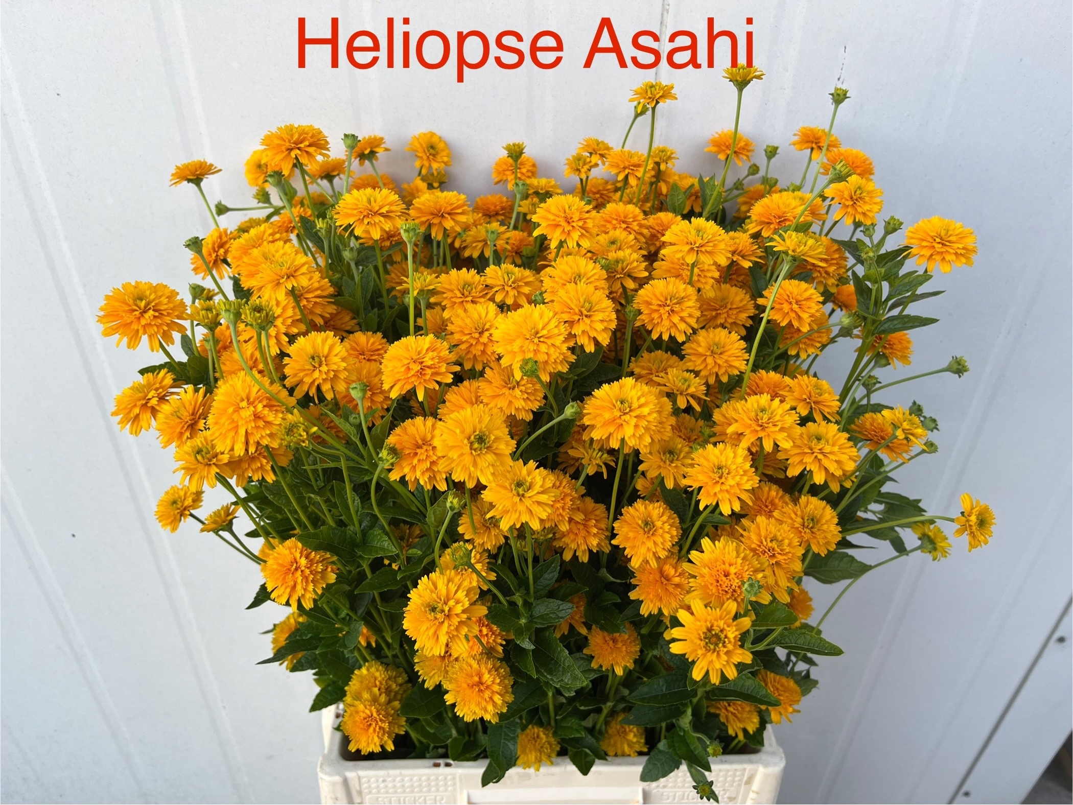 Heliopsis Hel Asahi