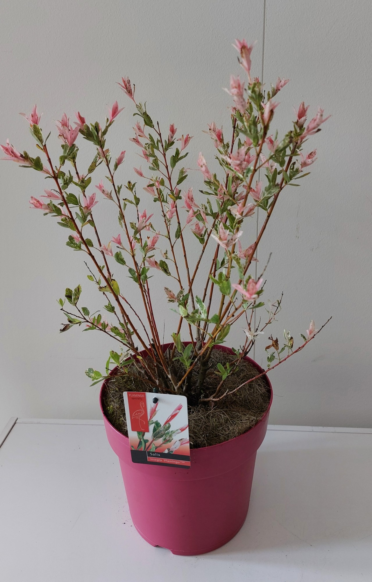 Picture of Salix Flamingo bush p23 Pink pot