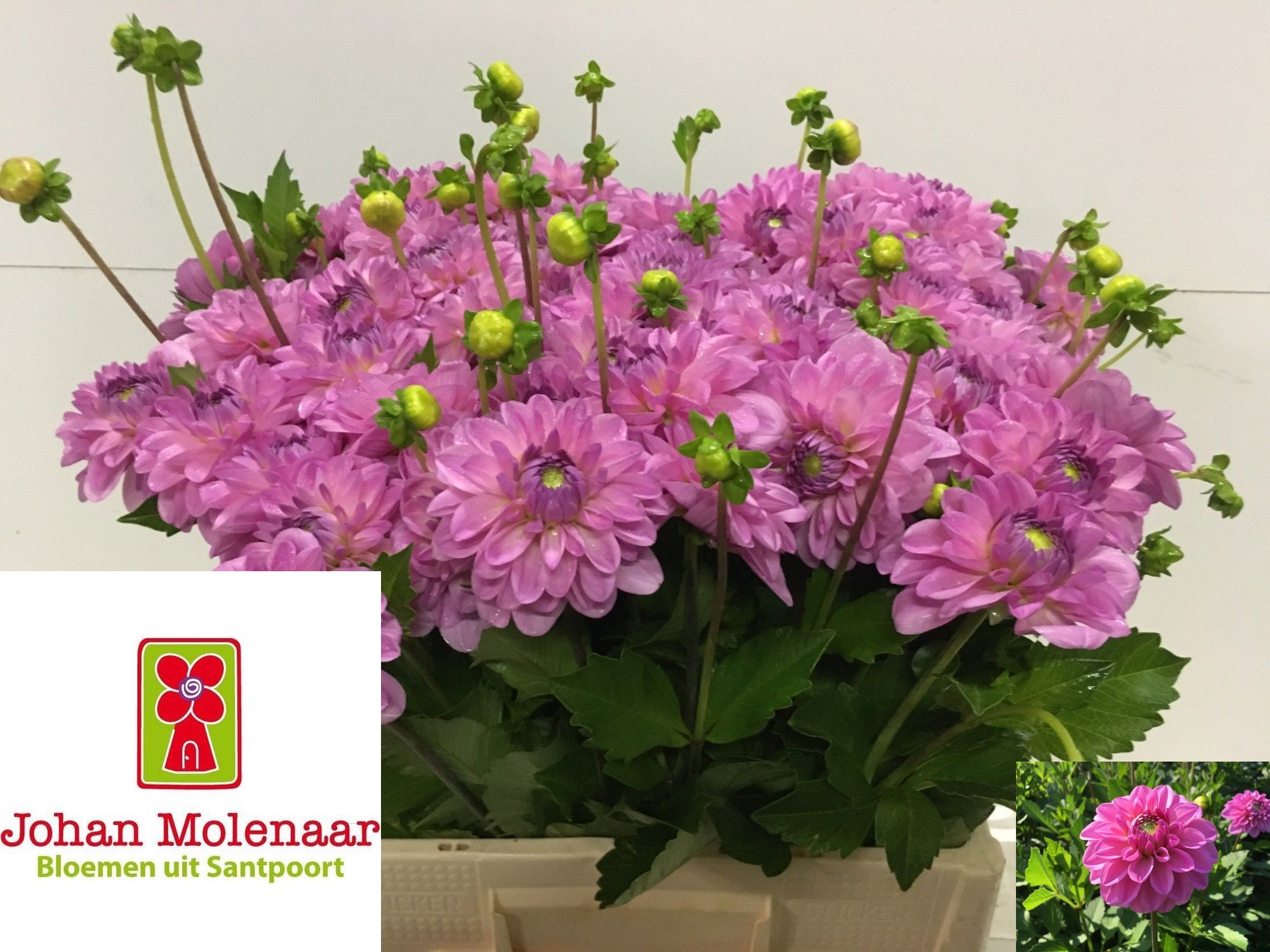 Dahlia Pink Pop 50cm