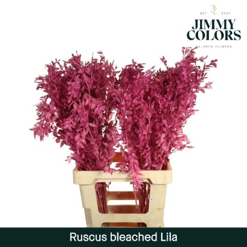 Ruscus Bleached Italy L70 Lila