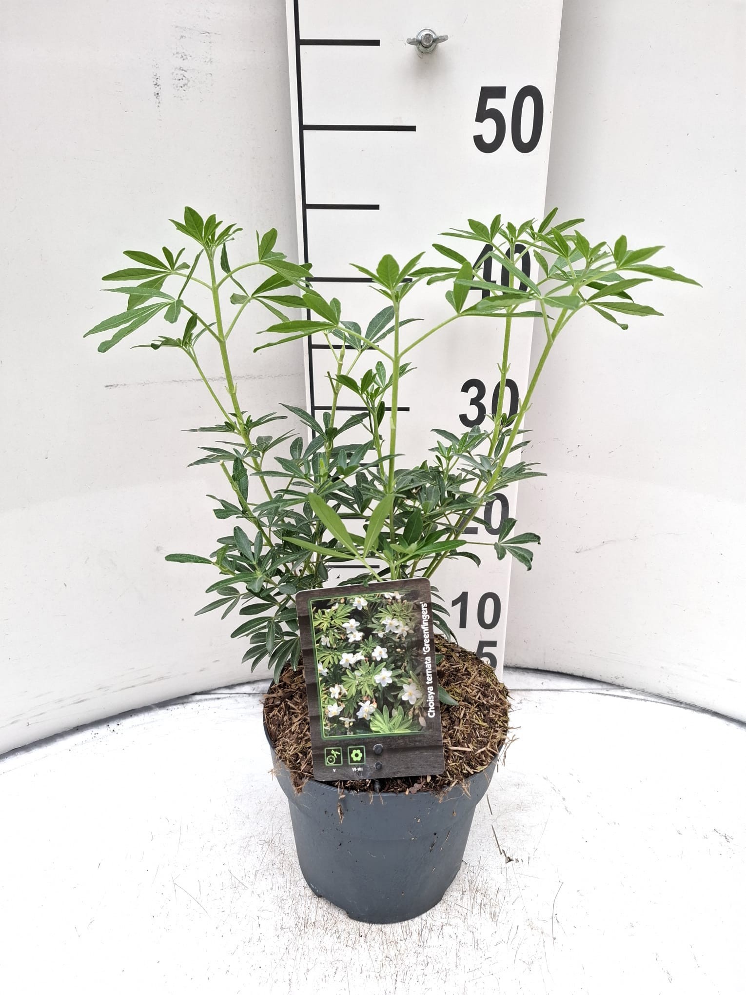 Choisya 'Green Fingers'®