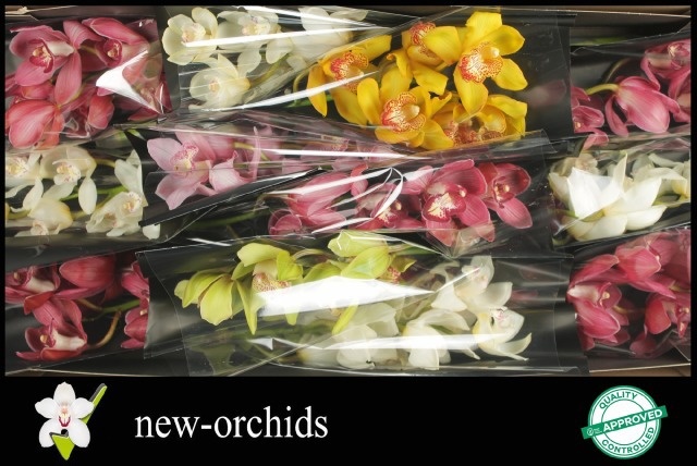 Cymbidium Asst 6bl