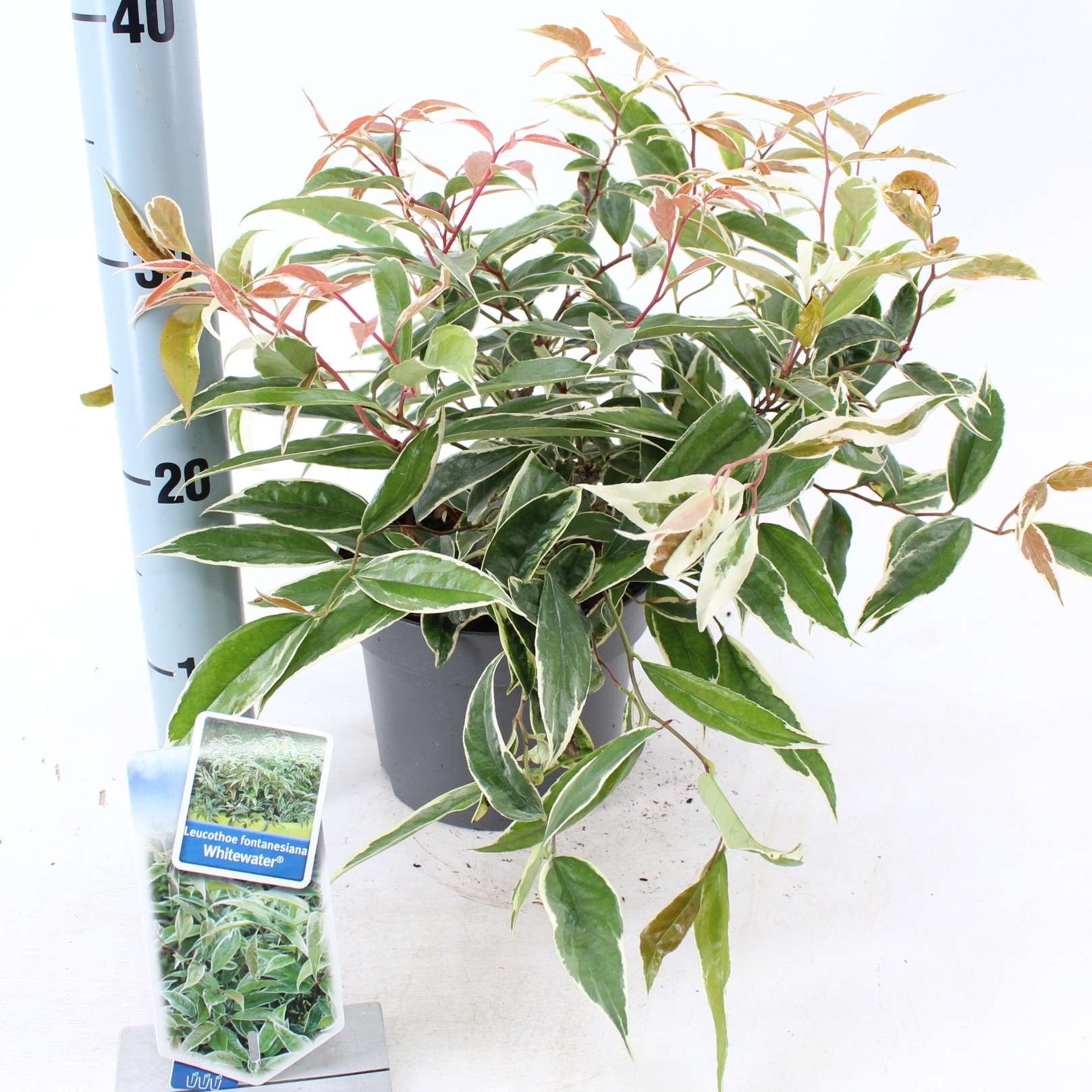 Picture of Leucothoe fontanesiana Whitewater P17 (2 Ltr)