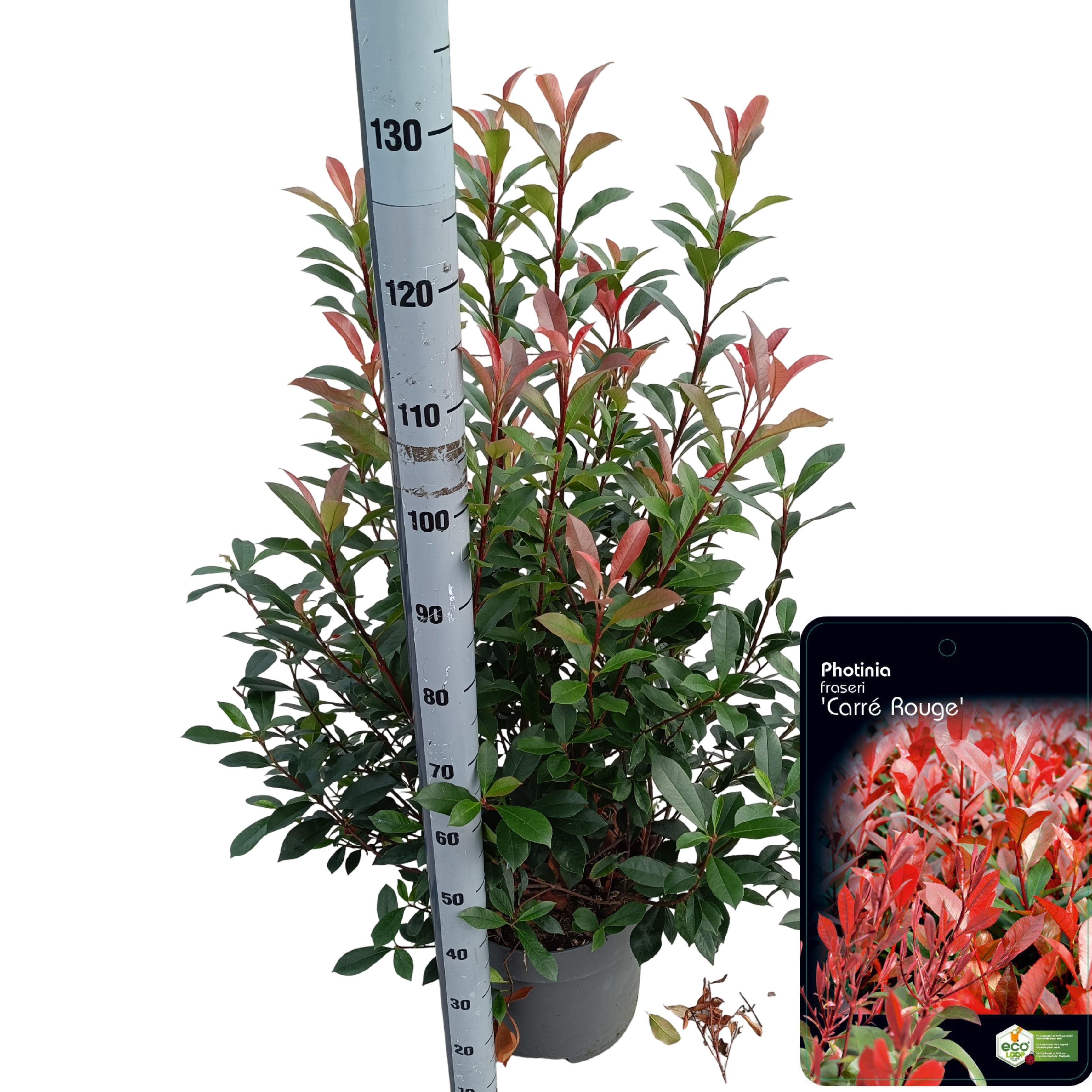 Picture of Photinia fras. 'Carré Rouge' C15