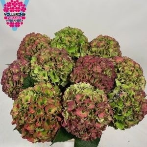 Hydrangea Royal Palace Classic 60cm 20Ø