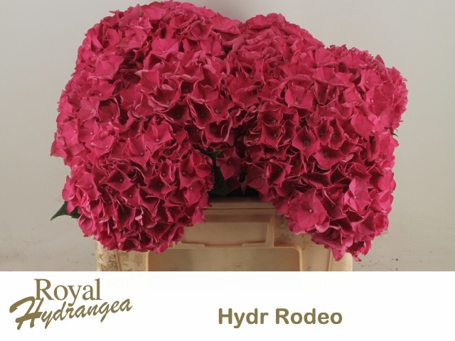 Hydrangea Rodeo Dark Pink 40cm 17Ø