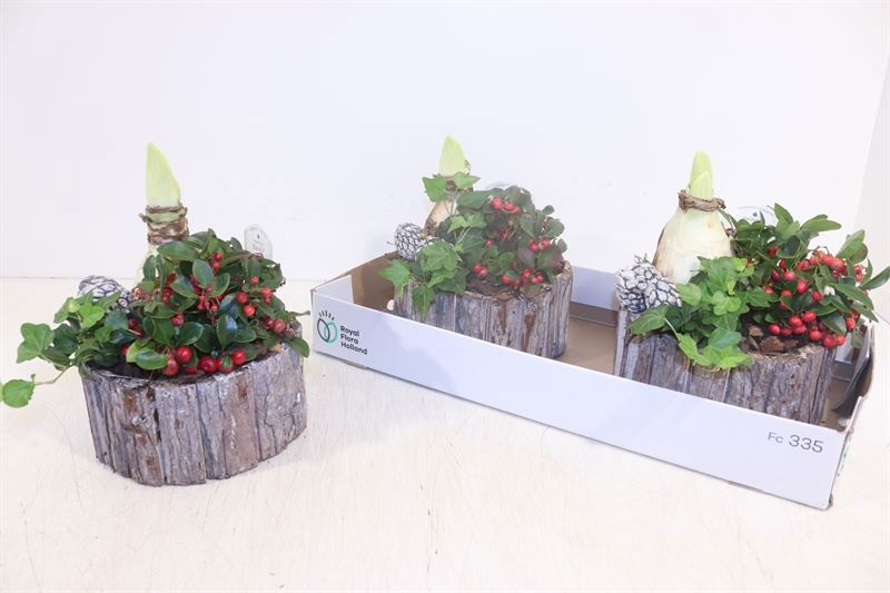 Arr Hippeastrum 21Ø