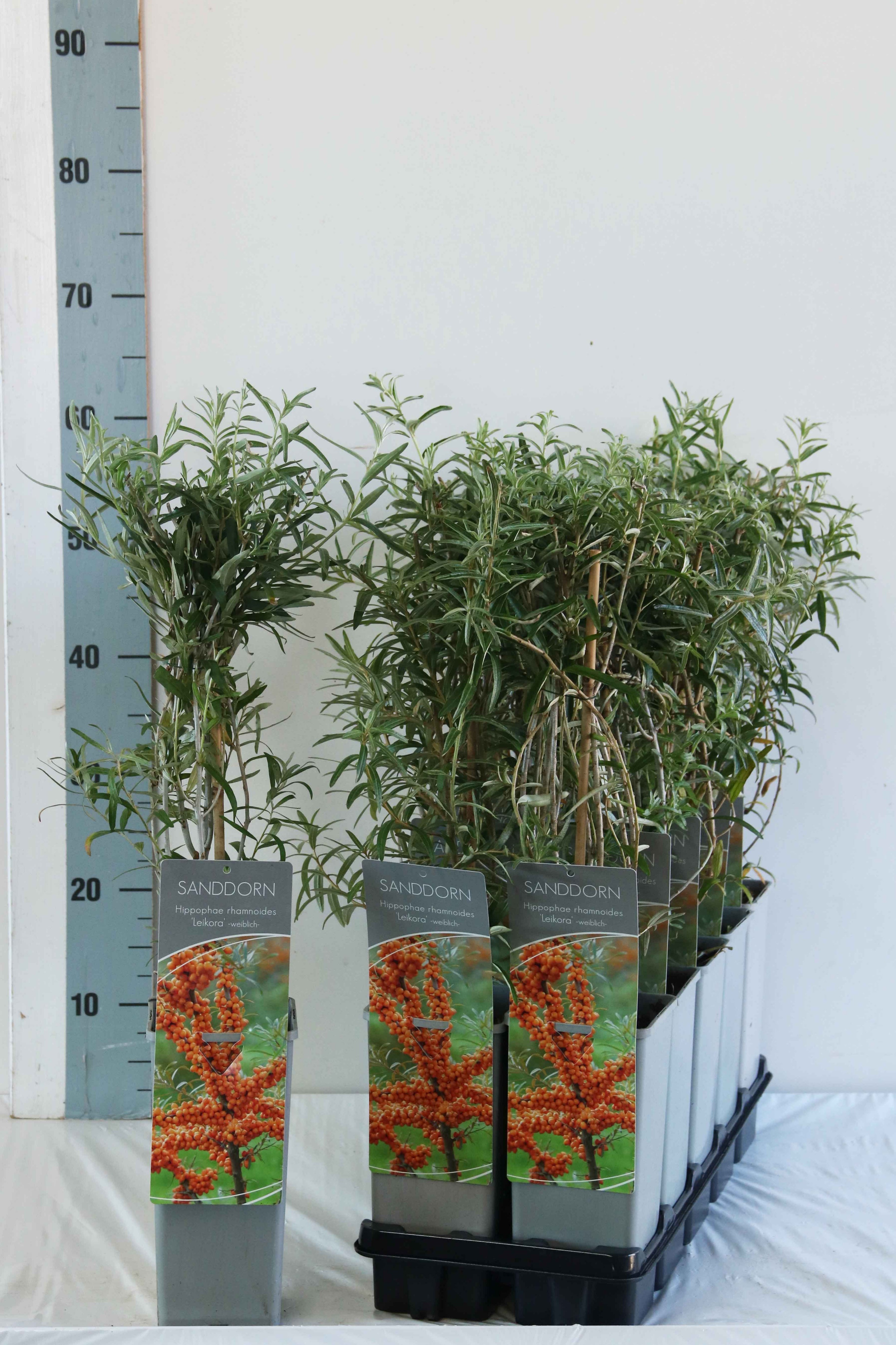 Hippophae rhamnoides 'Leikora'