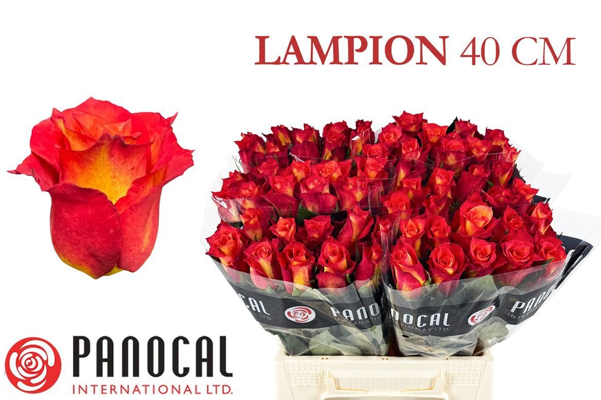 R Gr Lampion