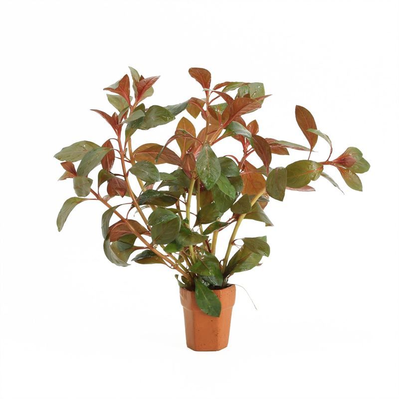 Ludwigia repens diamond red