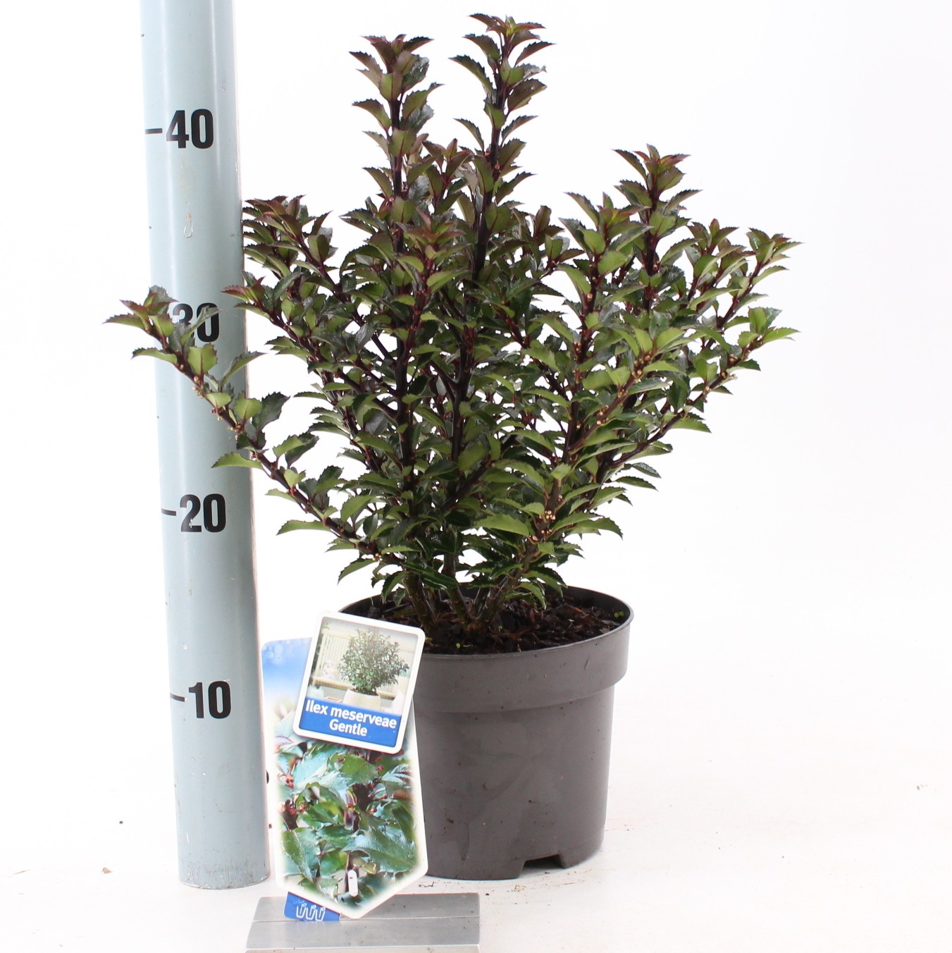 Picture of Ilex mes. Gentle (Annys Dwarf) P17 (2 Ltr)