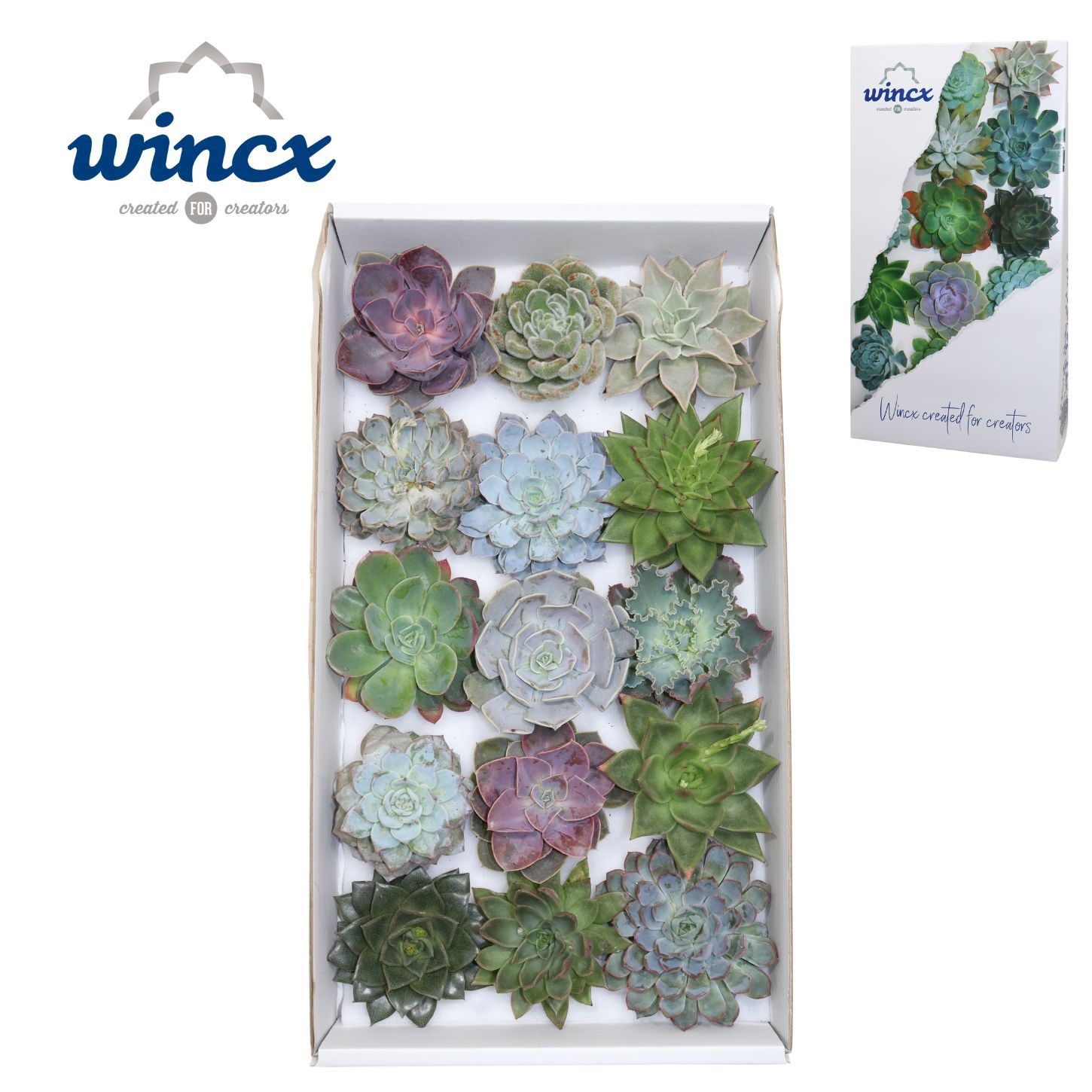 Echeveria Ov