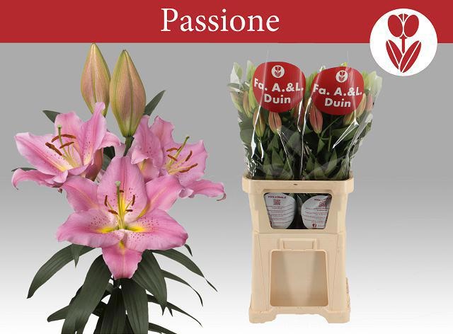 Li Or Passionne
