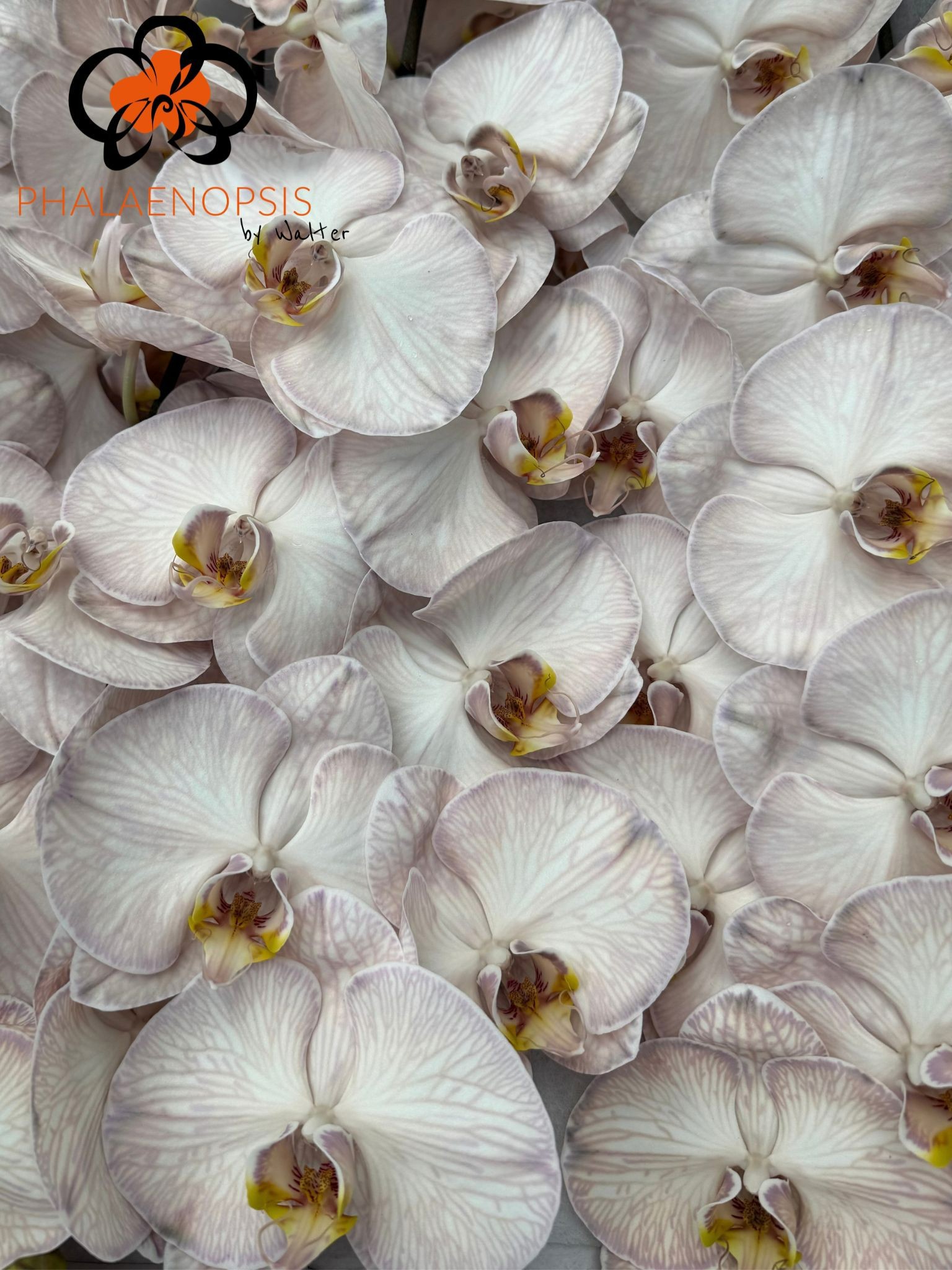 Phal Coloured Brown