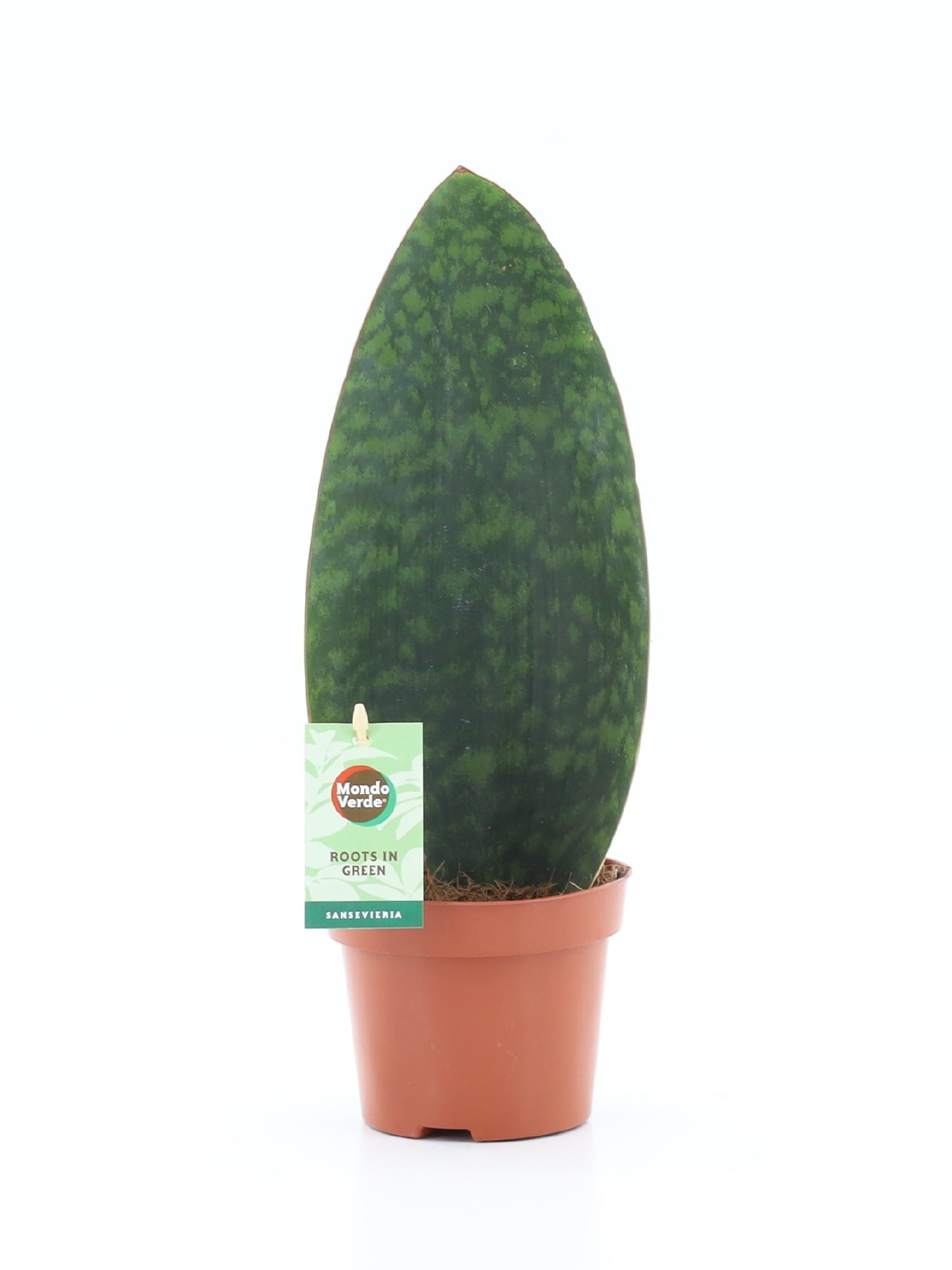 Sansevieria Grandis 12Ø 40cm