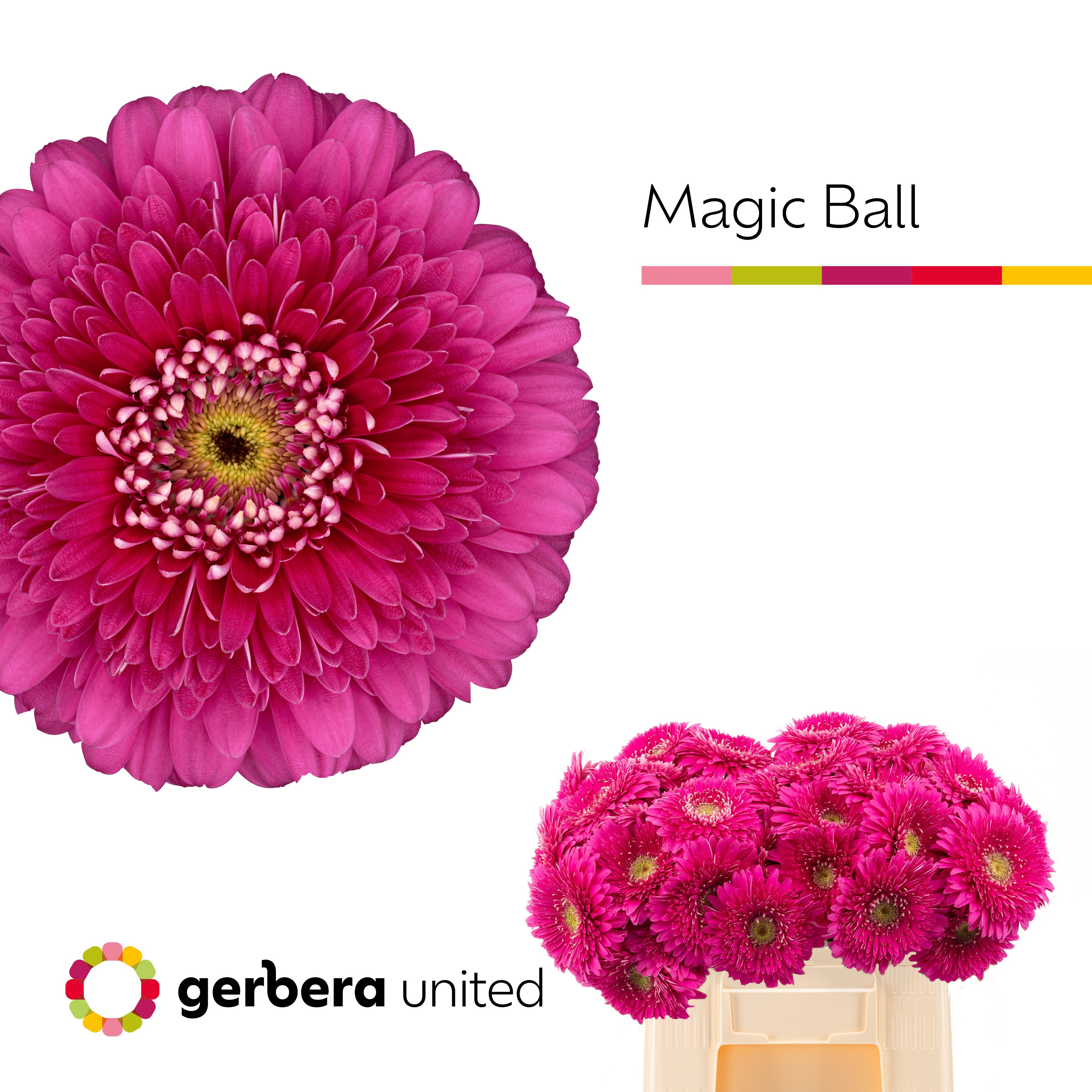 Gerbera Gb Magic Ball