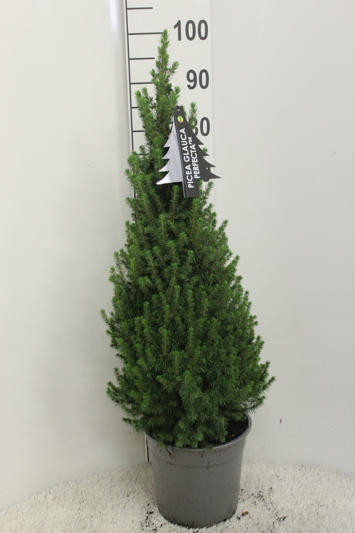 Picture of Picea glauca Perfecta P24 (6 Ltr) 100CM-INC-POT/POTGROWN (LOOSE)