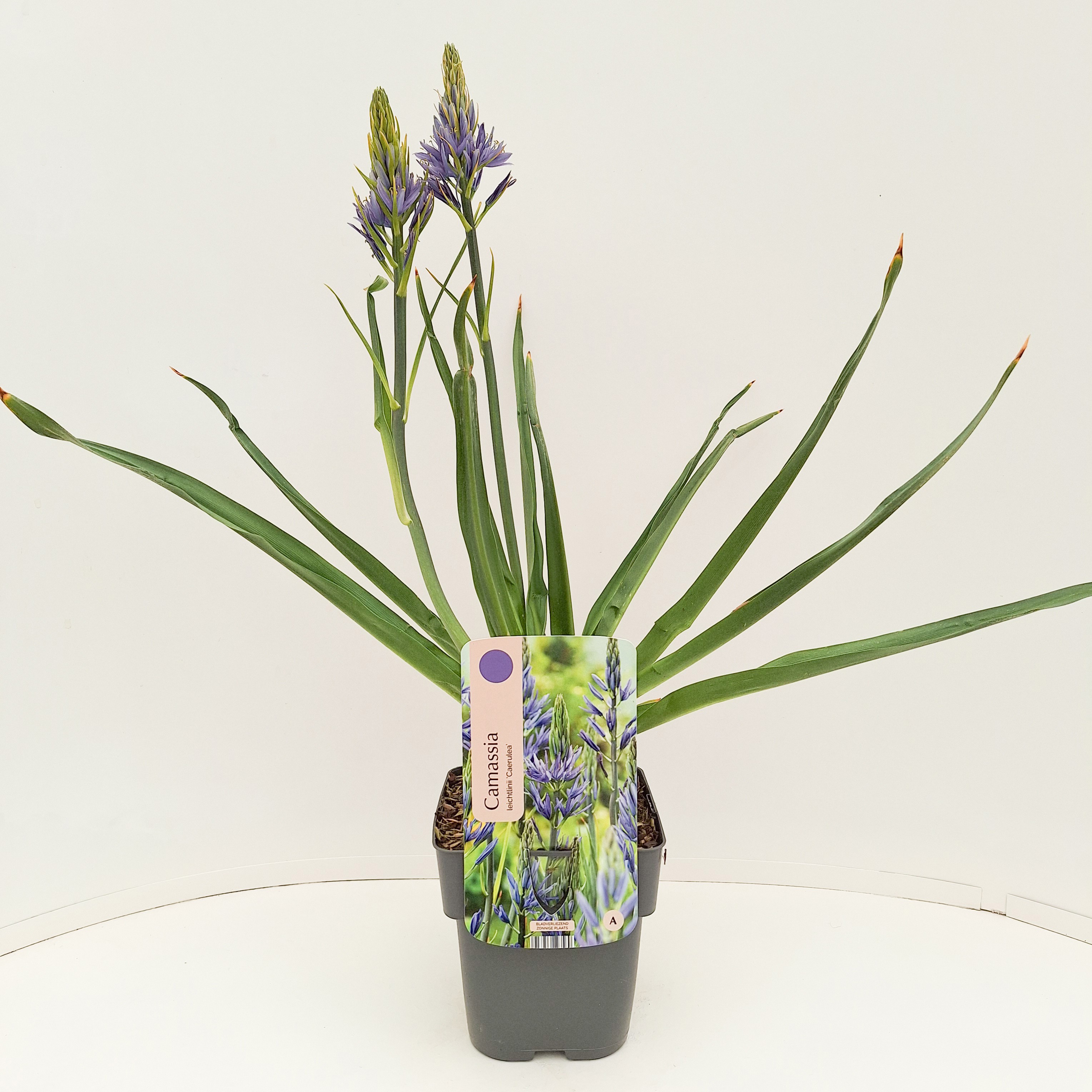 Camassia leichtlinii 'Caerulea'