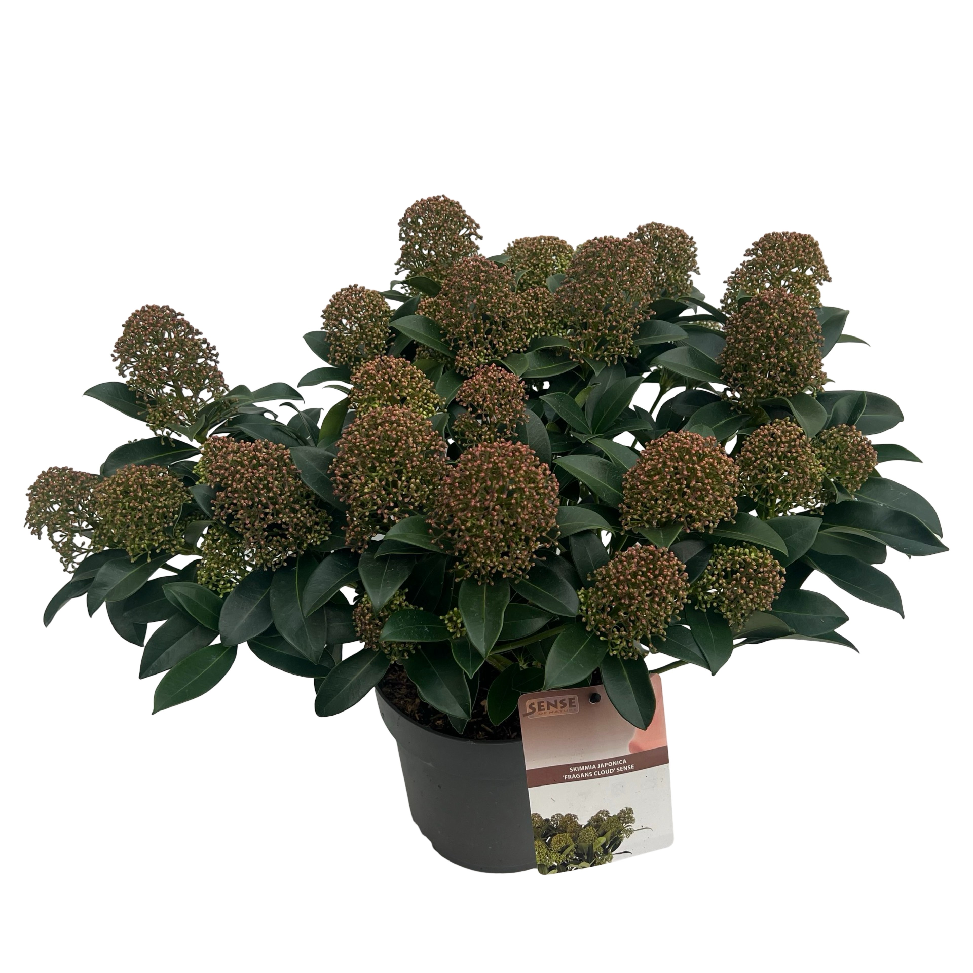 Picture of Skimmia jap. Fragans Cloud P23 (5 Ltr) (LOOSE)