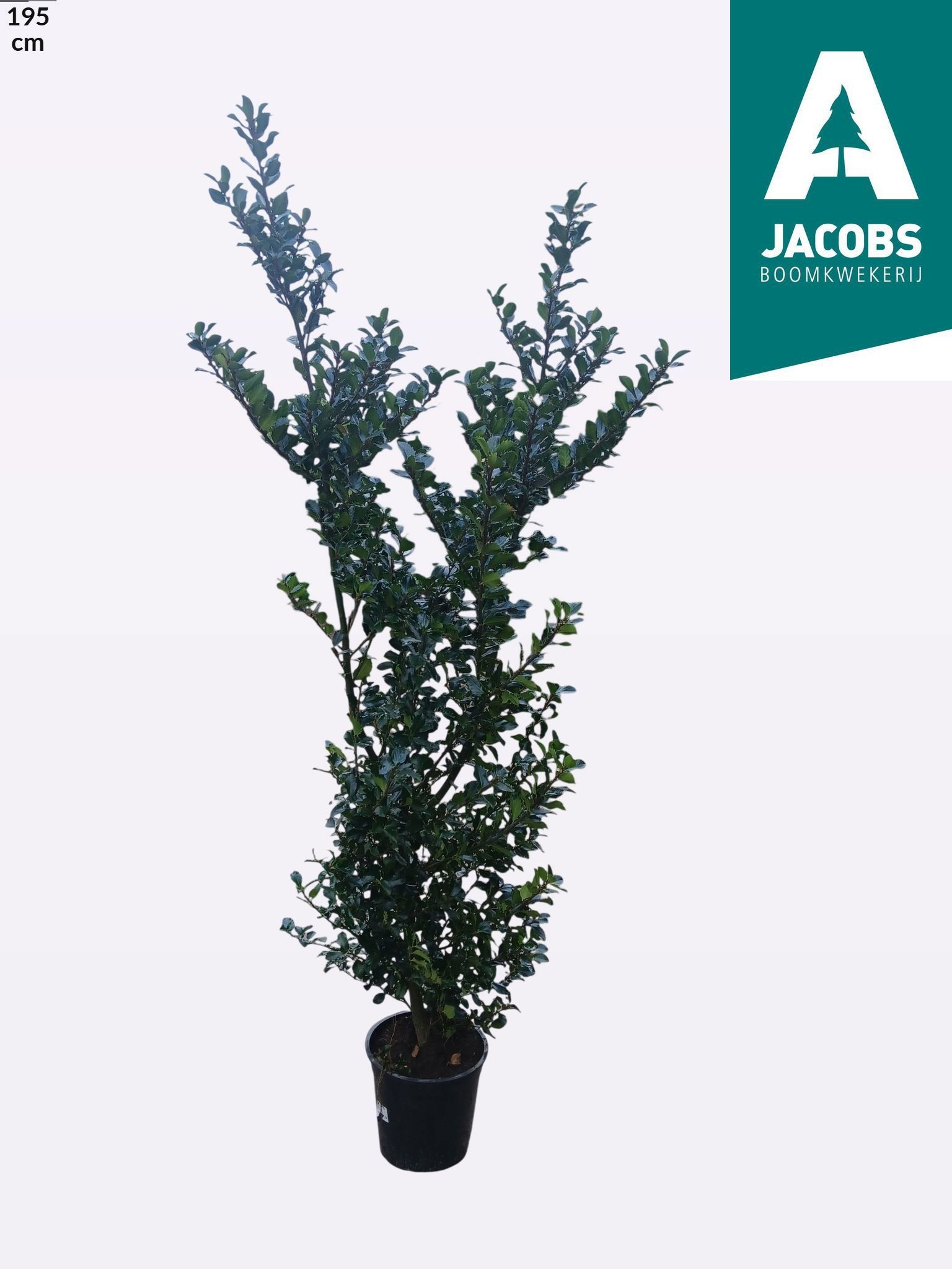 Ilex Mes Blue Prince