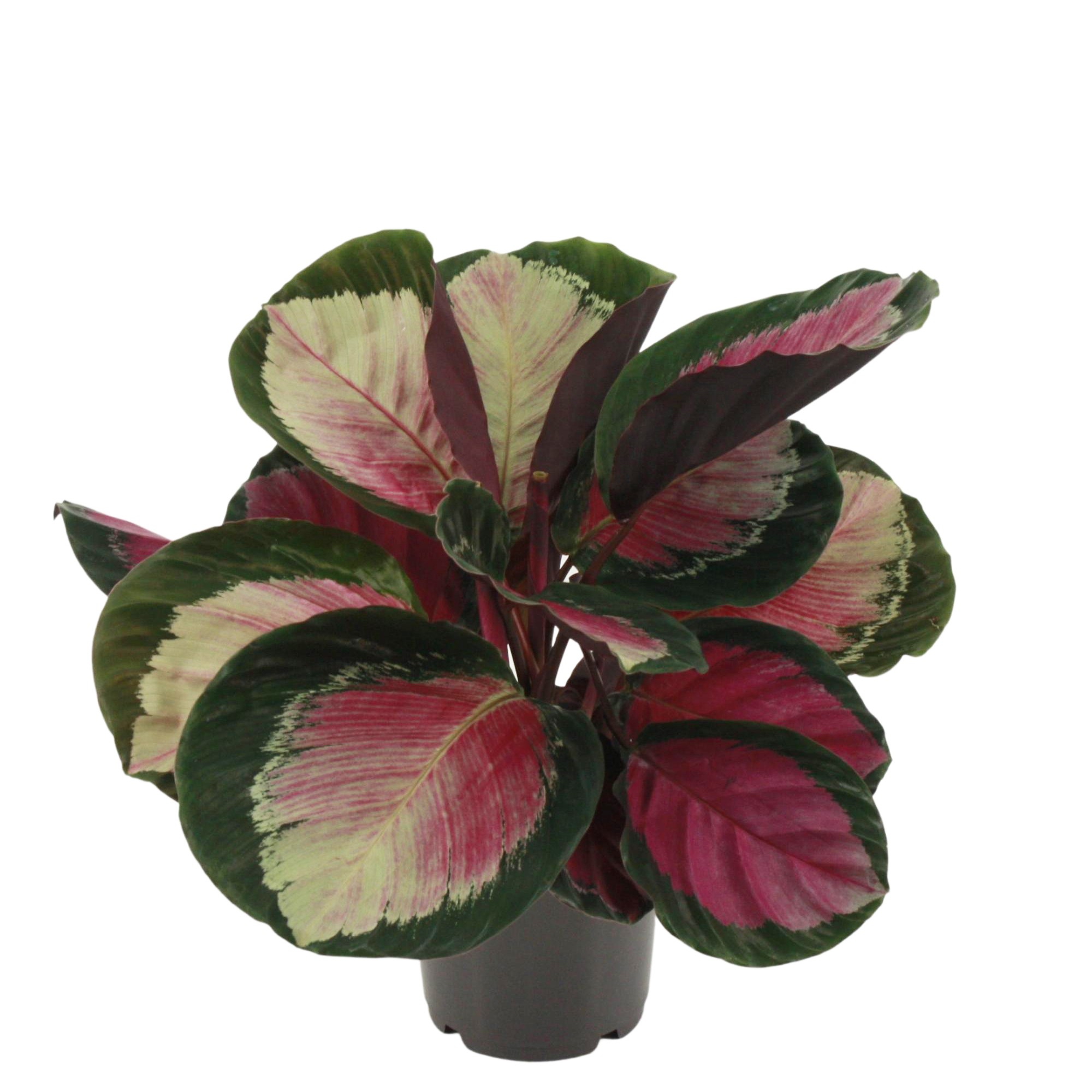 Picture of Calathea Rosepicta Rosy P14 45cm