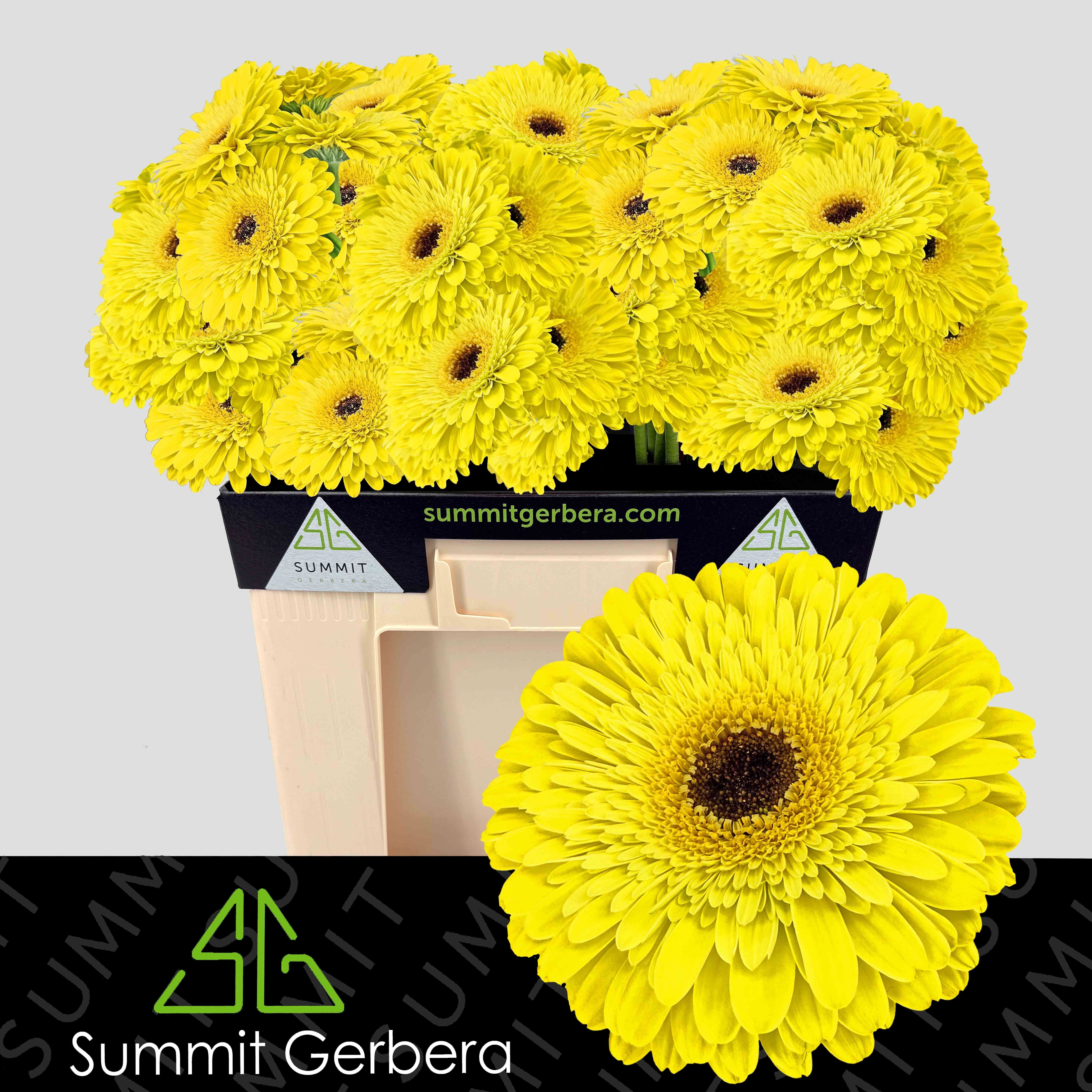 Ge Gr Grasshopper
