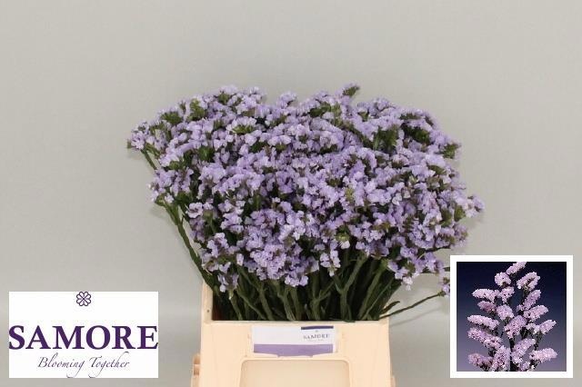 Limonium St Donau Birds 45cm 12gram