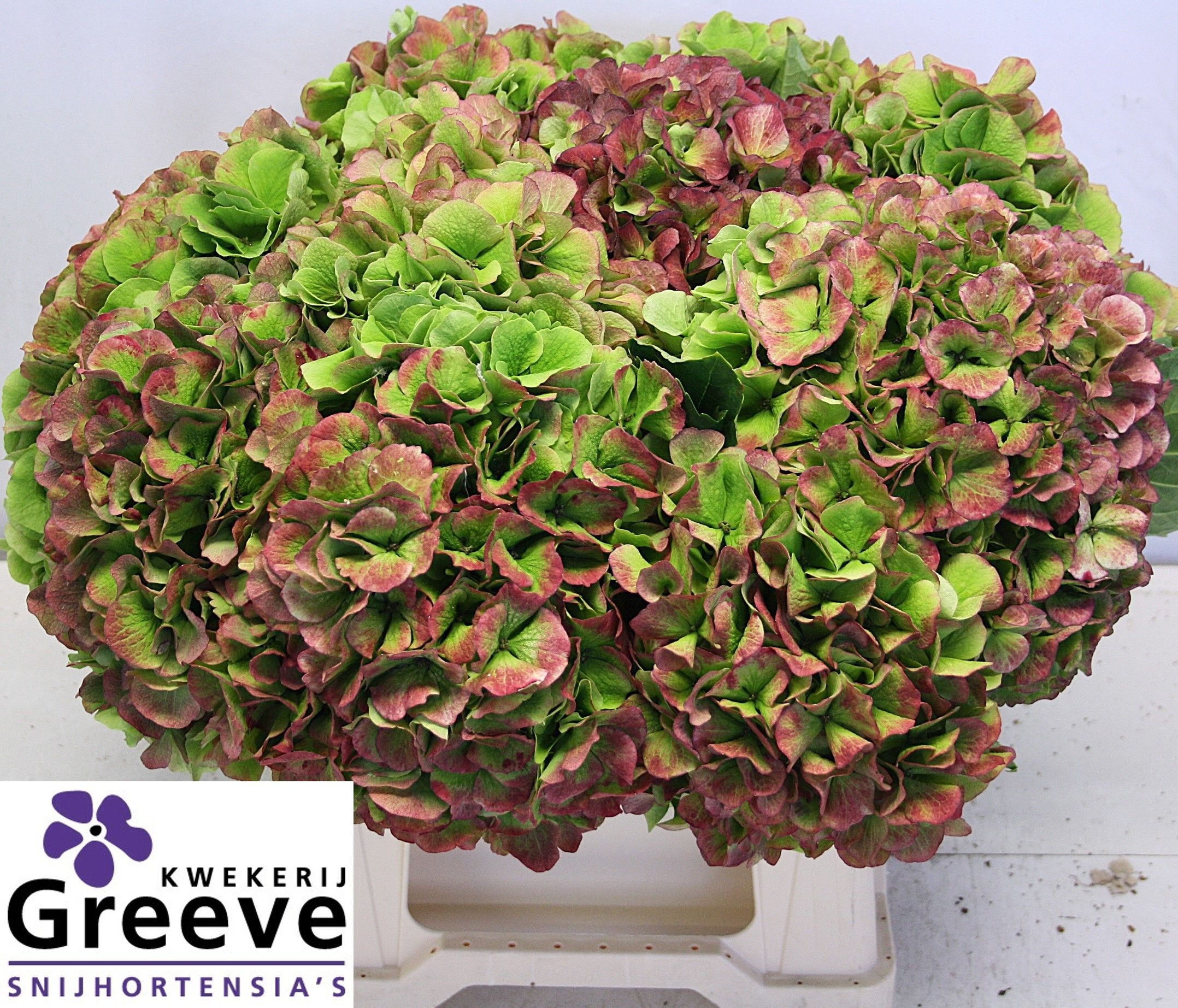Hydrangea Verena Classic Pink 40cm 25Ø