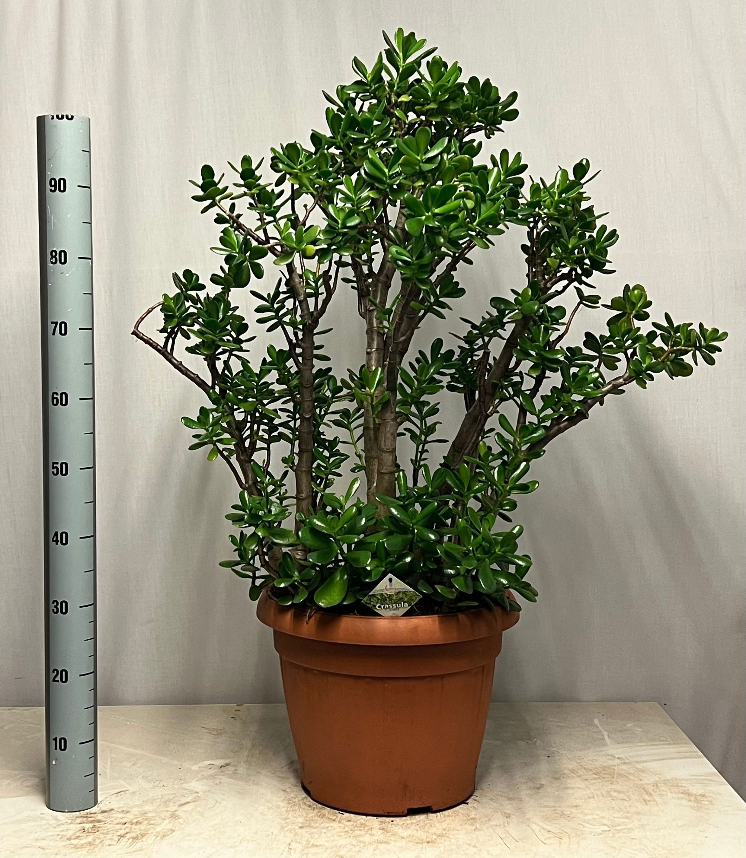 Crass Ovata 40P 110H