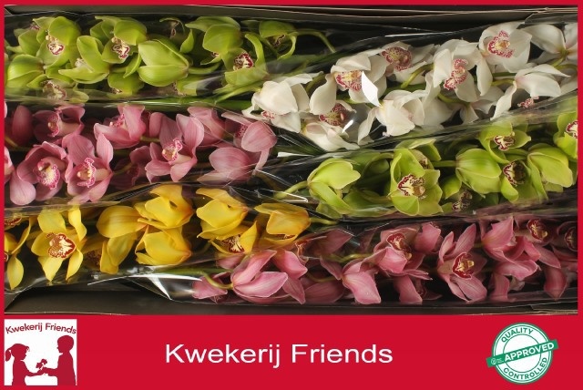 Cymbidium Asst 13bl