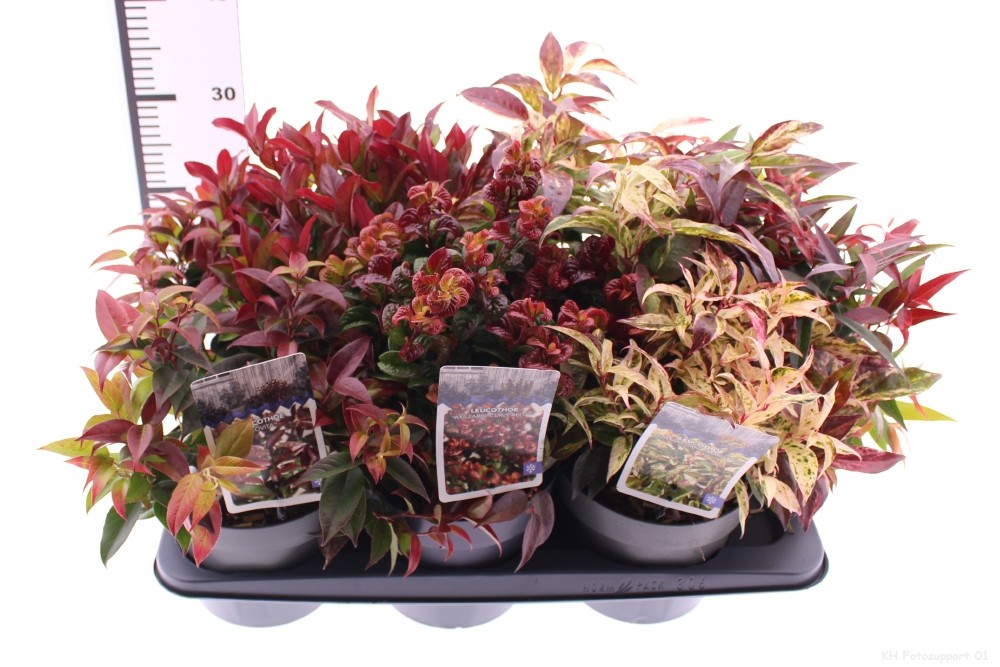 Picture of Leucothoe mix exclusive