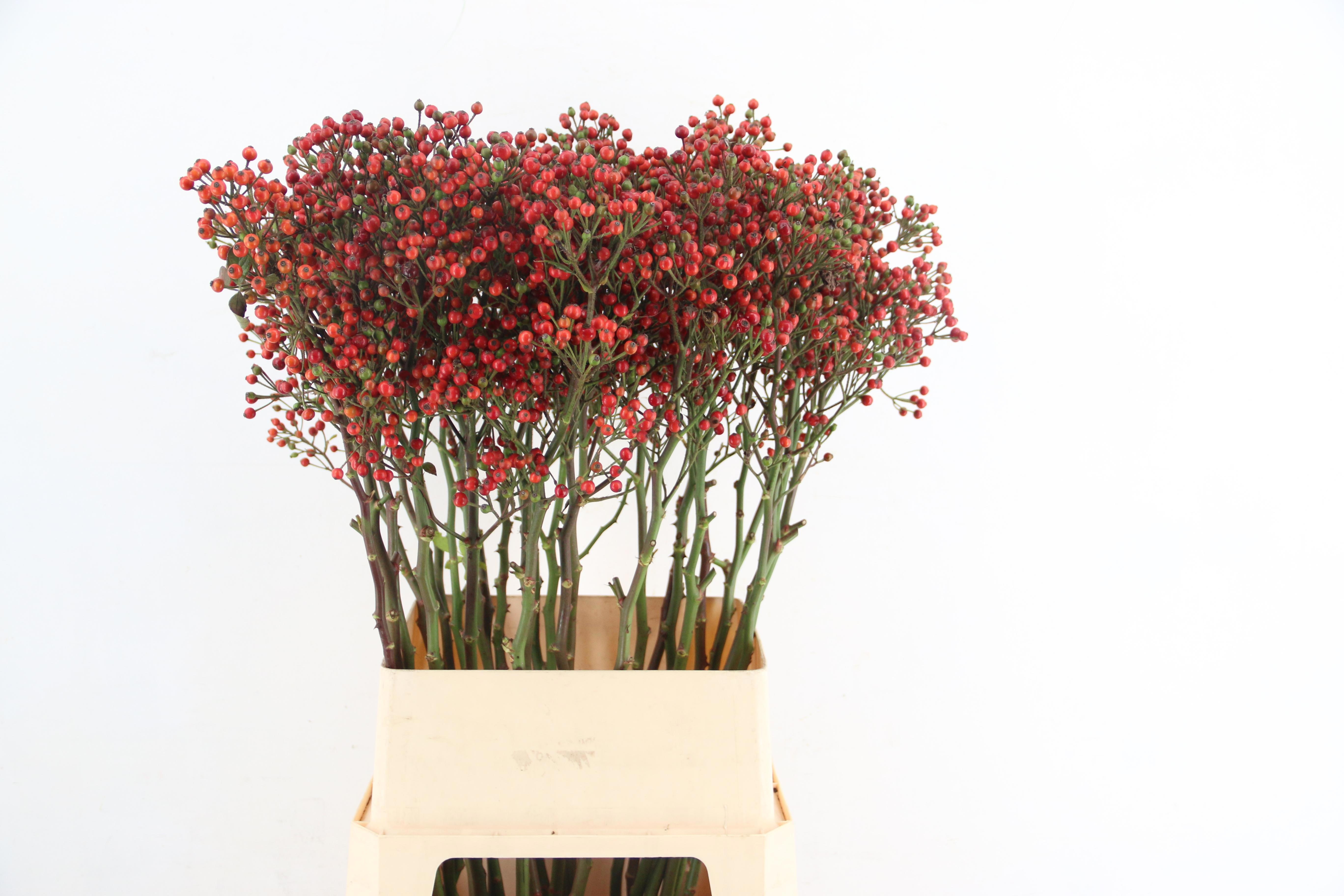 Rosa Bells Hiphop 100cm