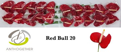 Anth A Red Bull
