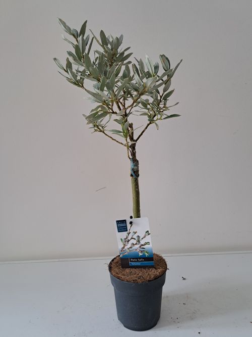 Salix helvetica p12 Bkoe