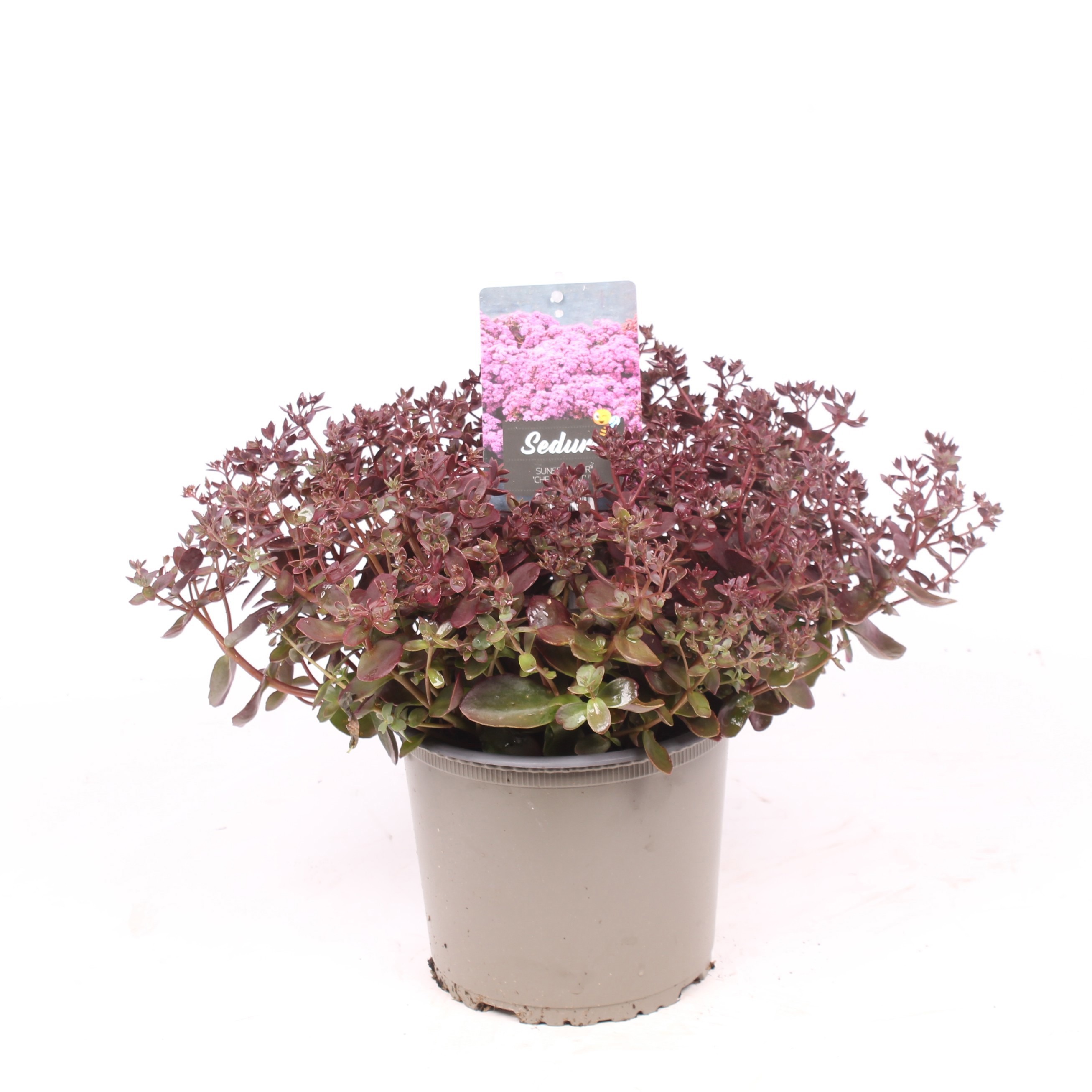 Sedum 'Cherry Tart'