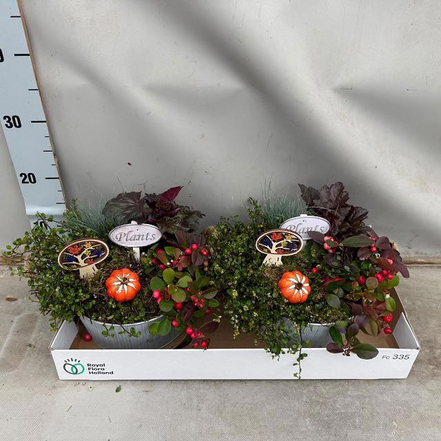 Arr Tuinplanten 25P 25cm