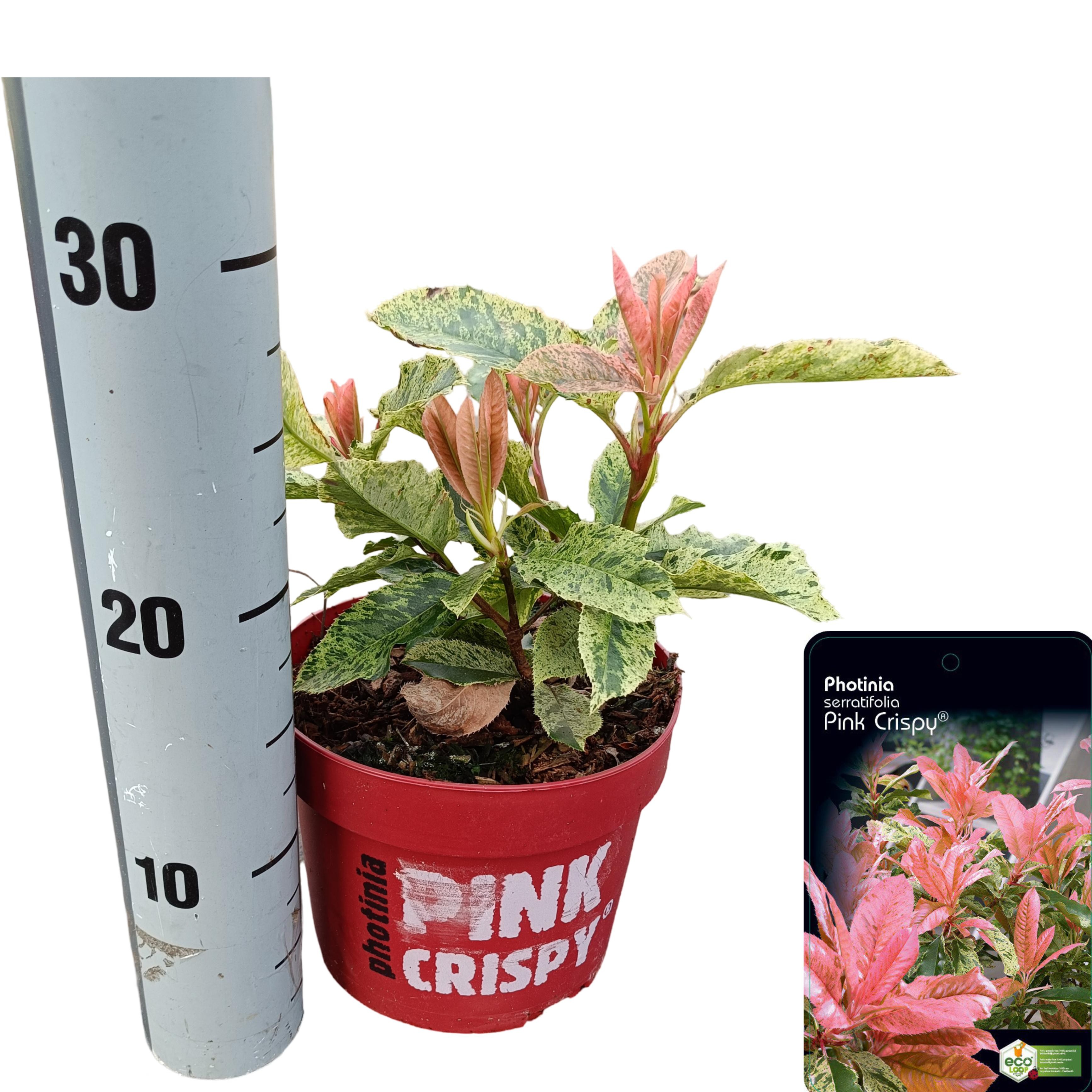 Picture of Photinia serratifolia 'Pink Crispy'® C2